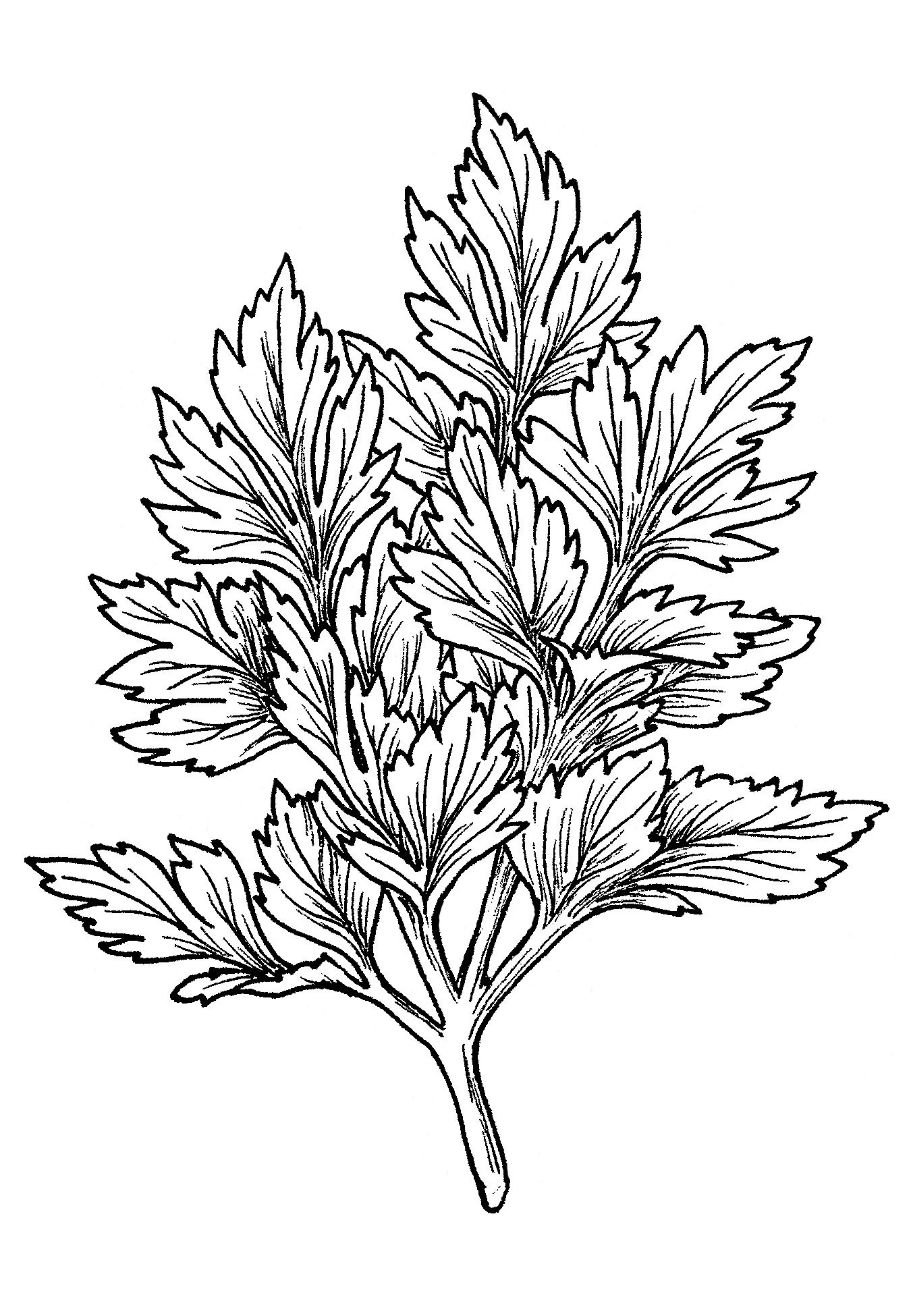 Parsley.jpg