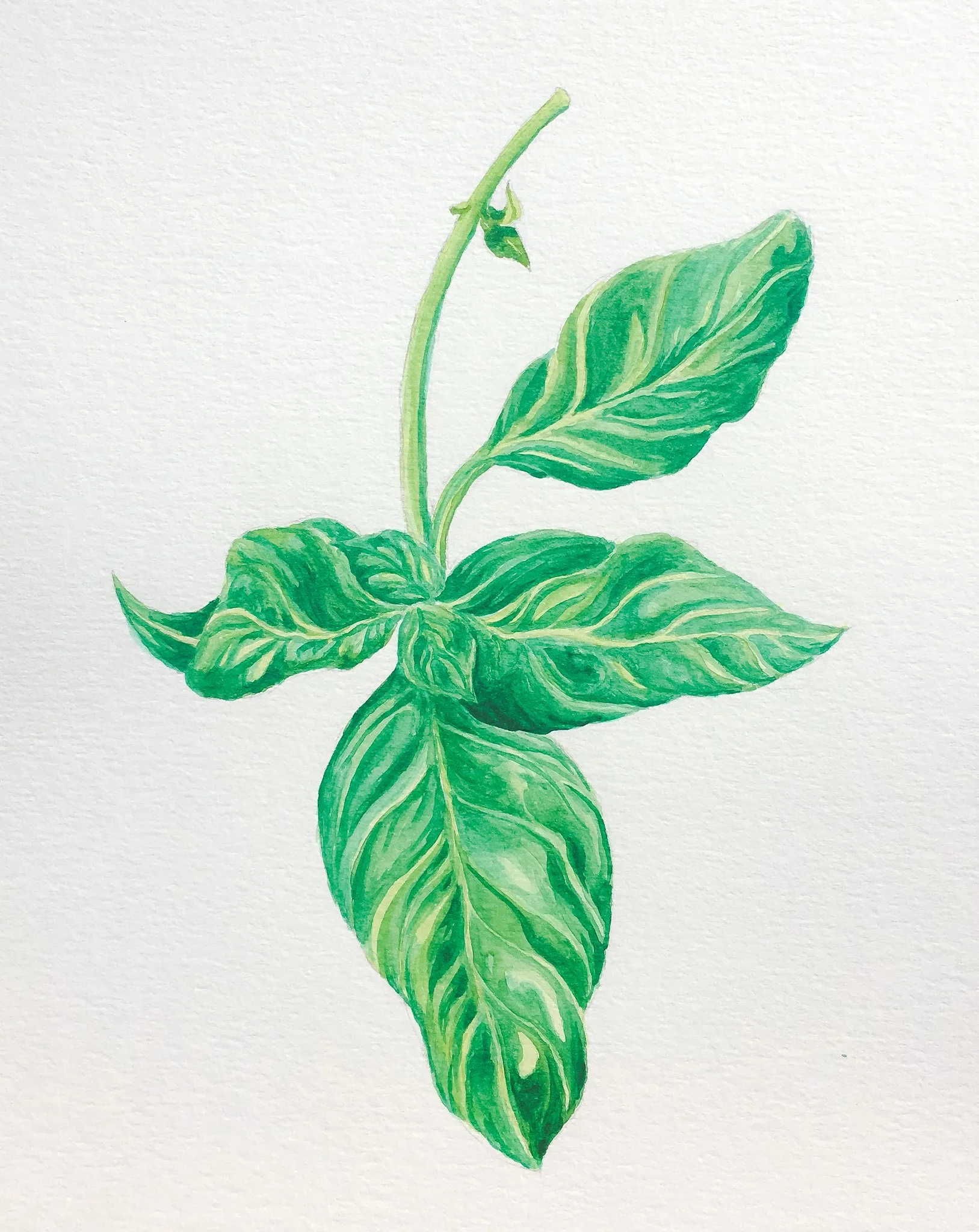 Basil.jpg