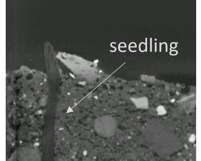 phd seed 2.jpg