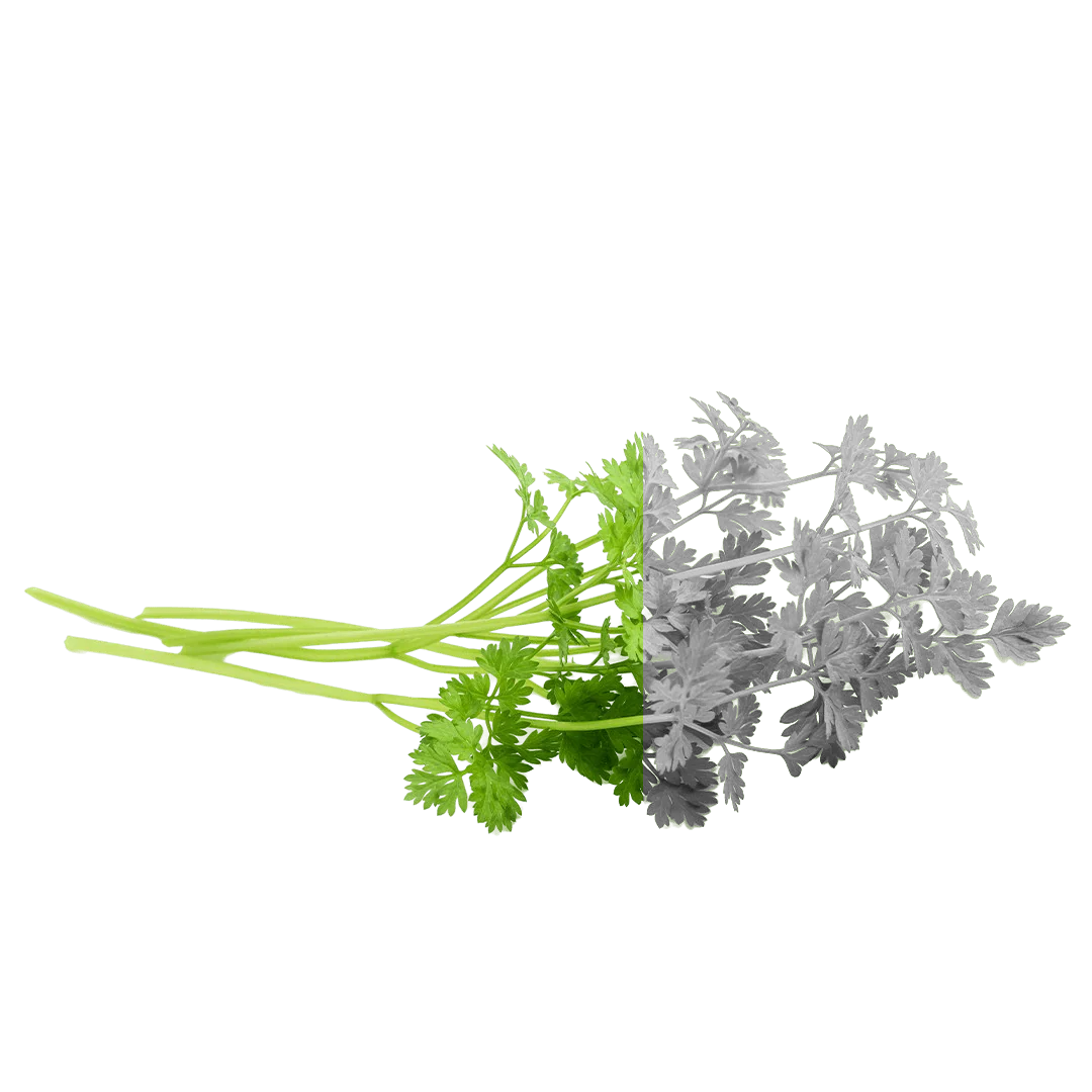 Anthriscus cerefolium