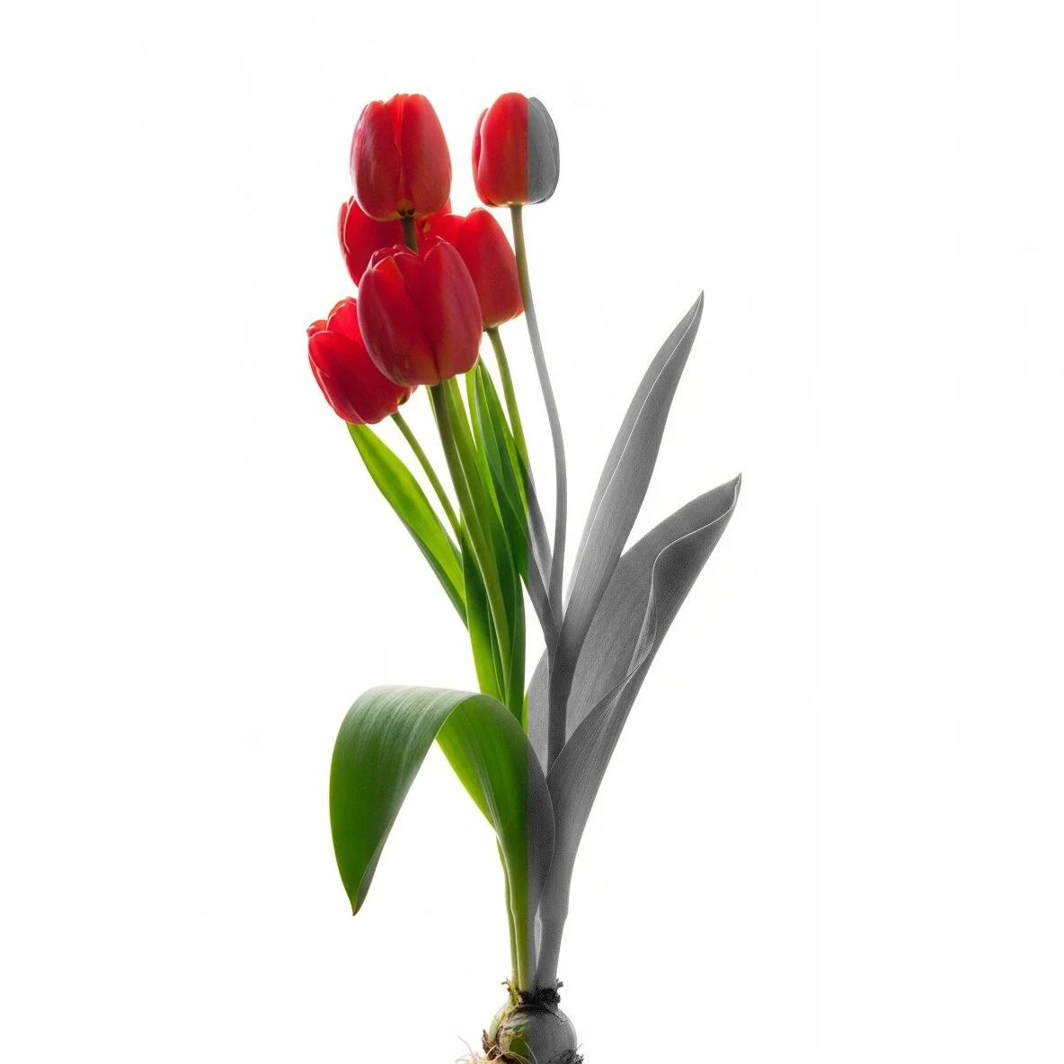 Tulipa