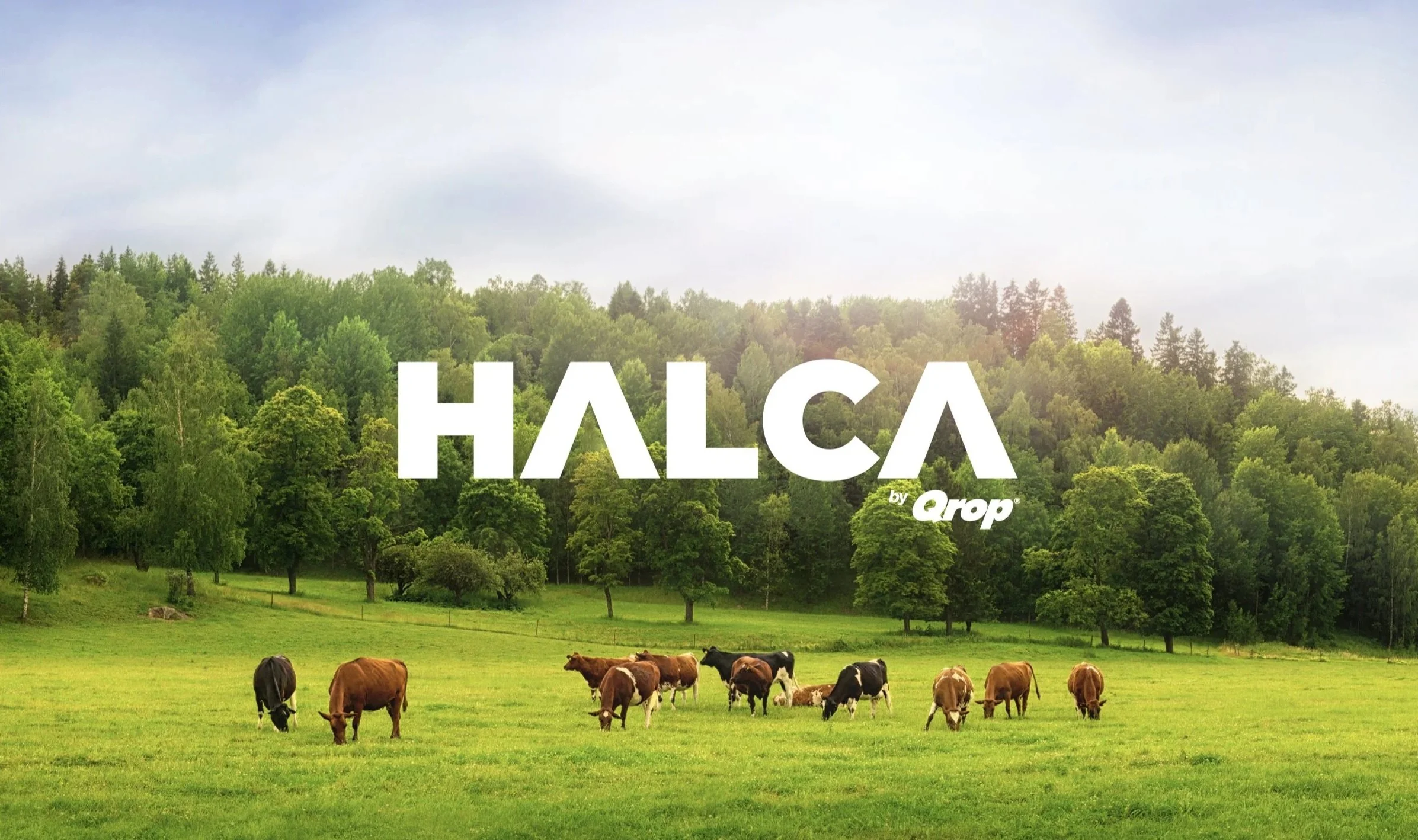 Halca