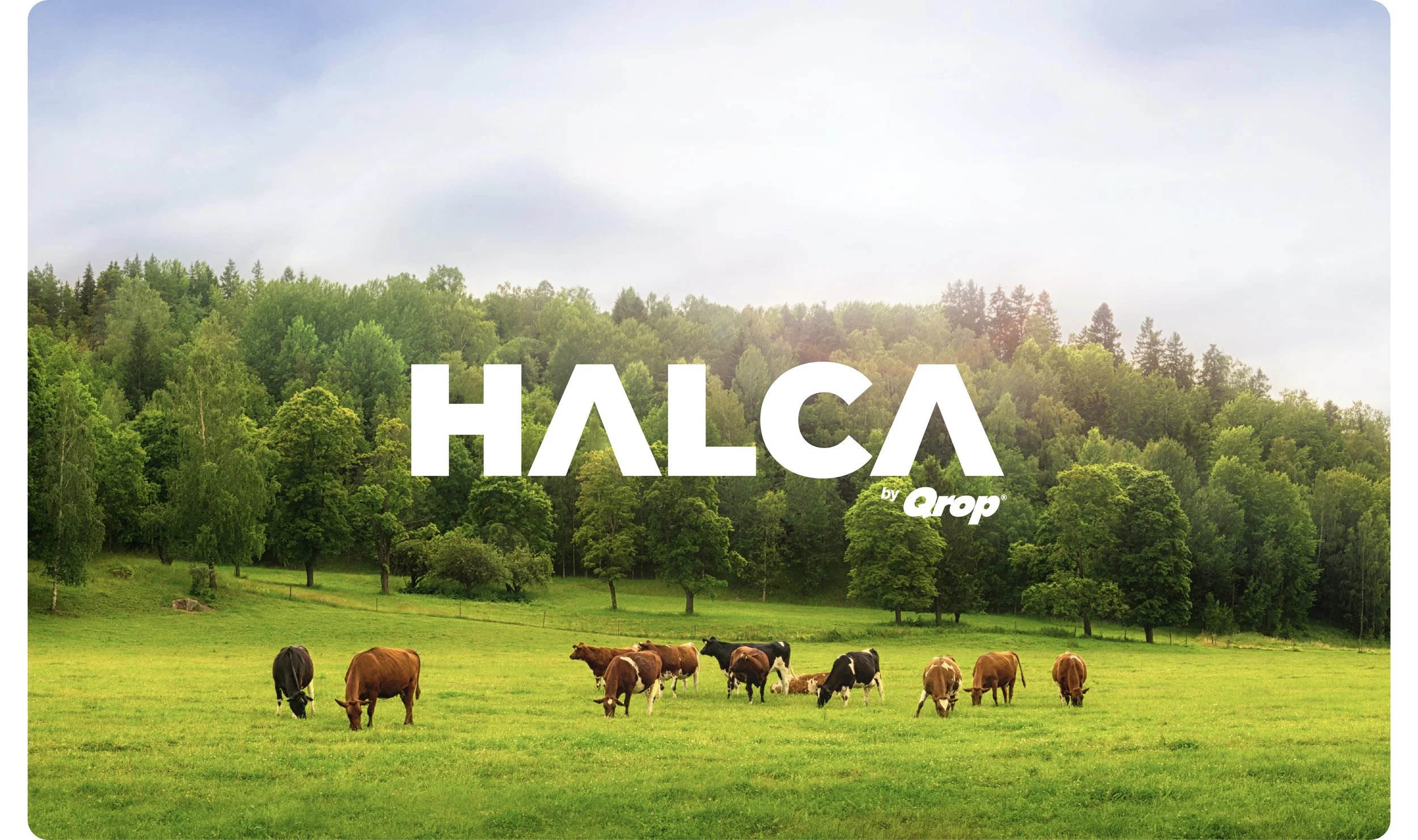 Halca Behance_Website copia 8 copy 3.jpg