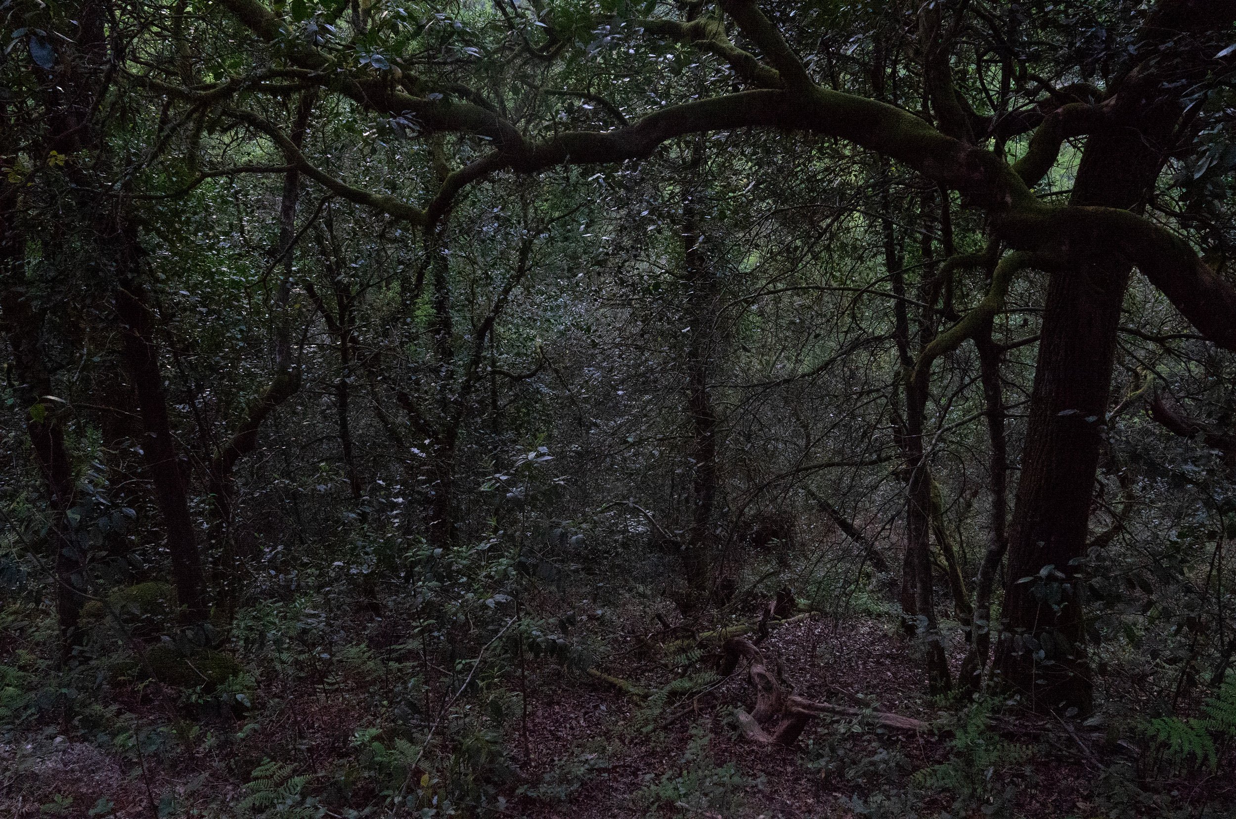 'Nocturne I – After a long day of rain. Mata do Albergaria', 2025