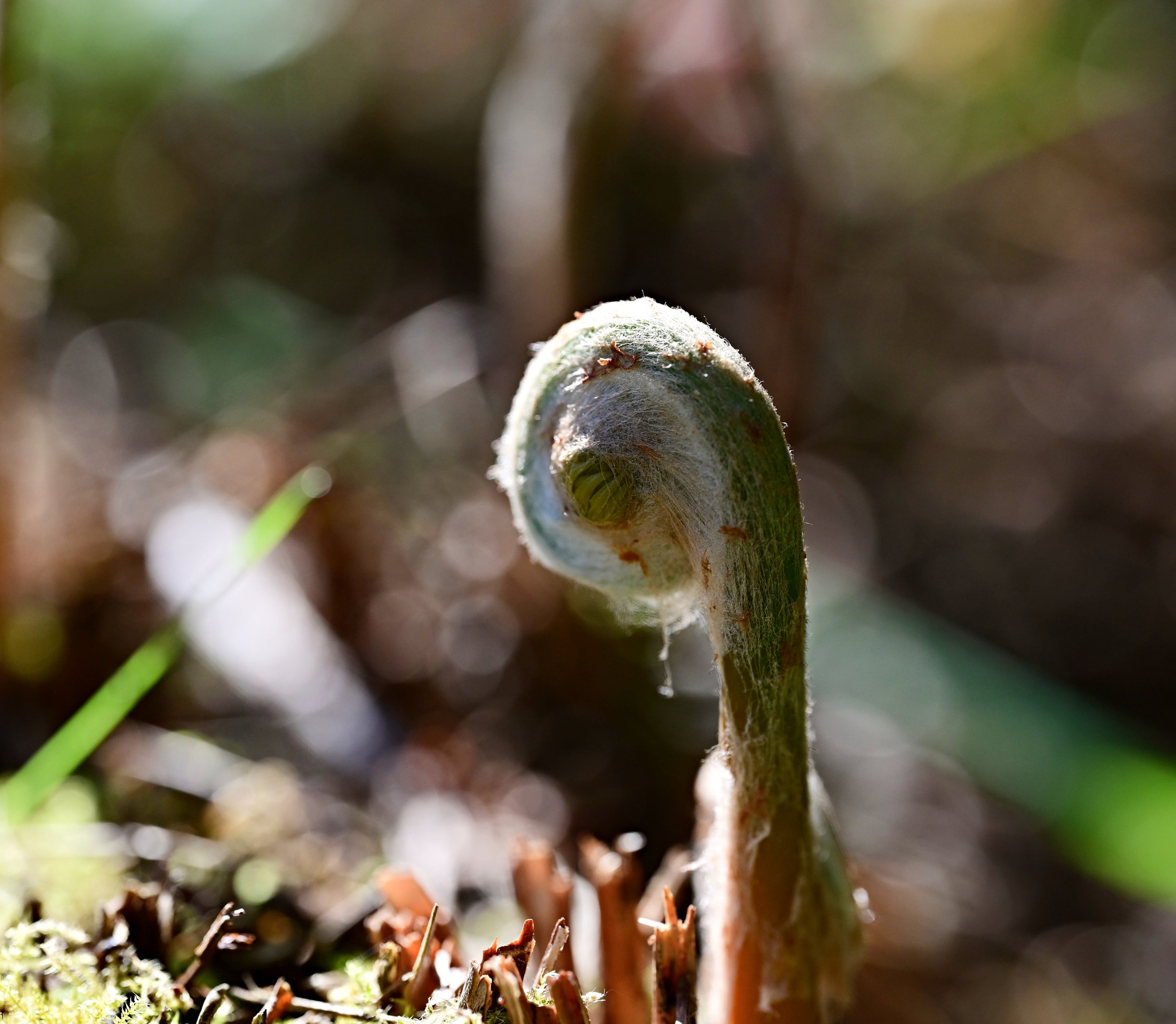 DSC_6386FSSS72.jpg