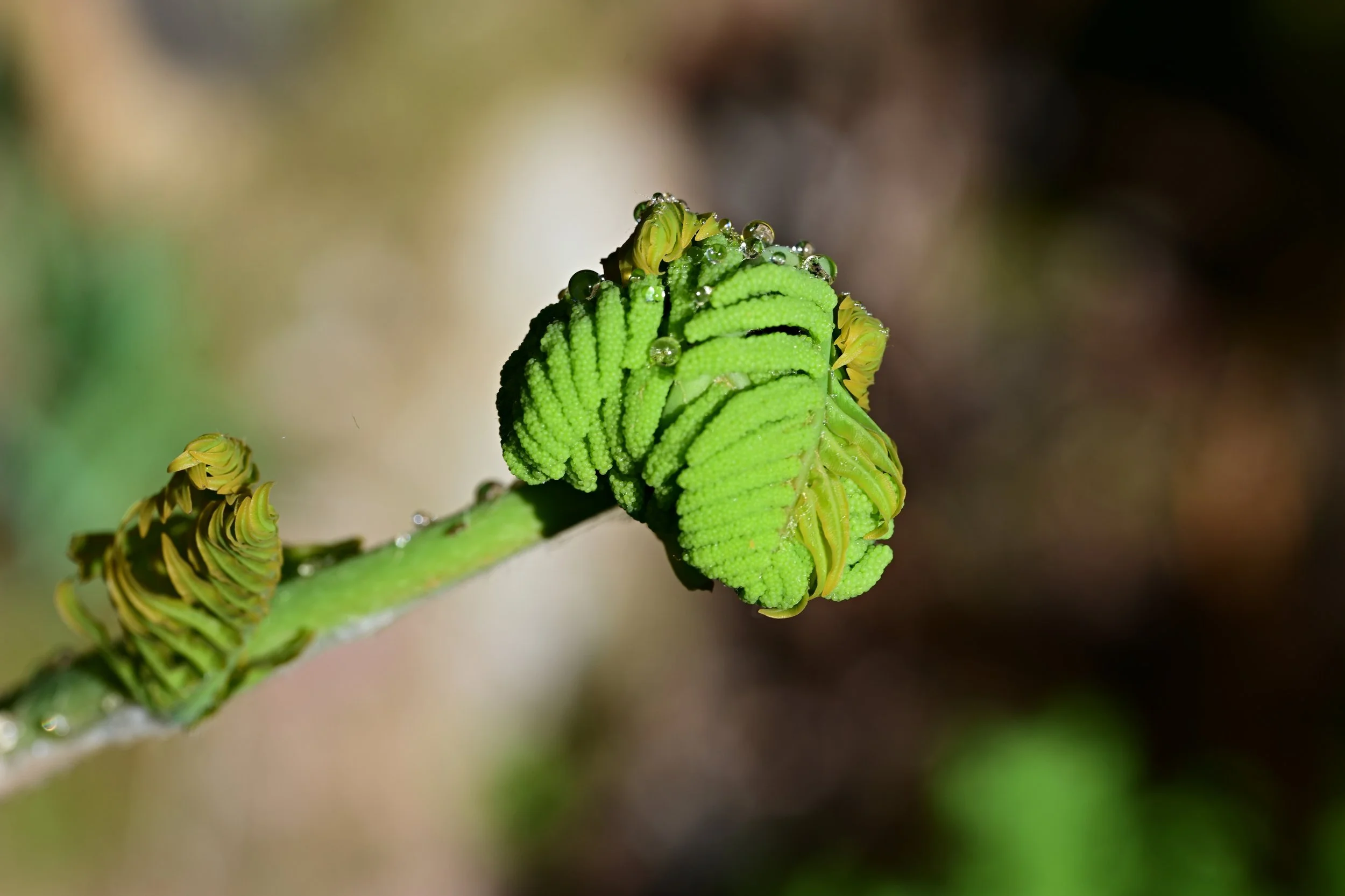 DSC_7237S72.jpg