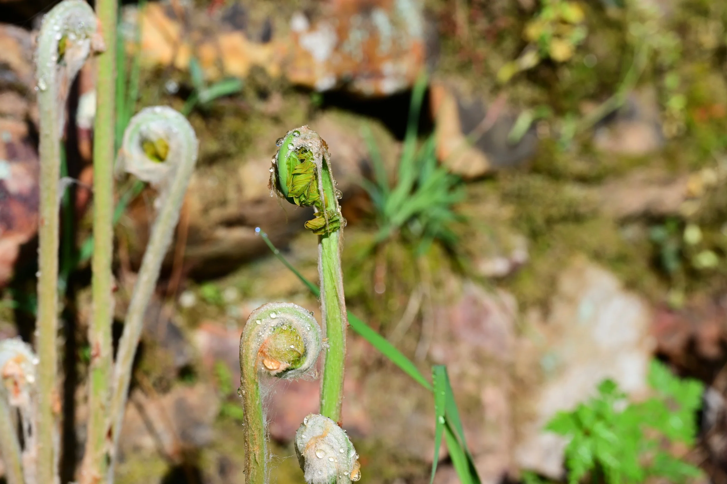 DSC_7234S72.jpg