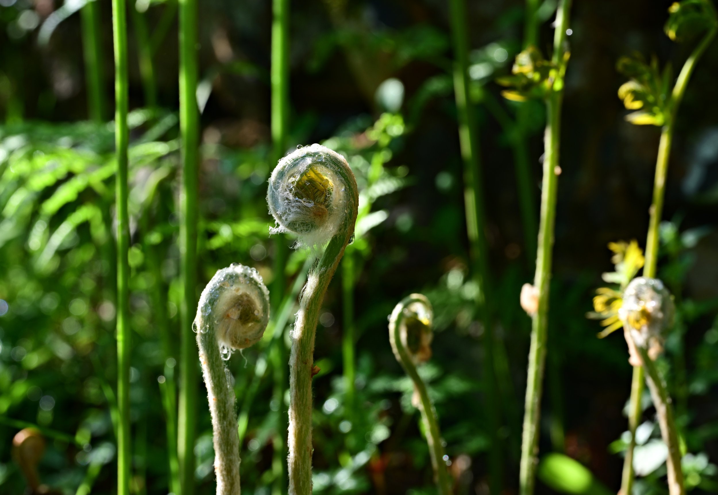 DSC_7272FS72.jpg