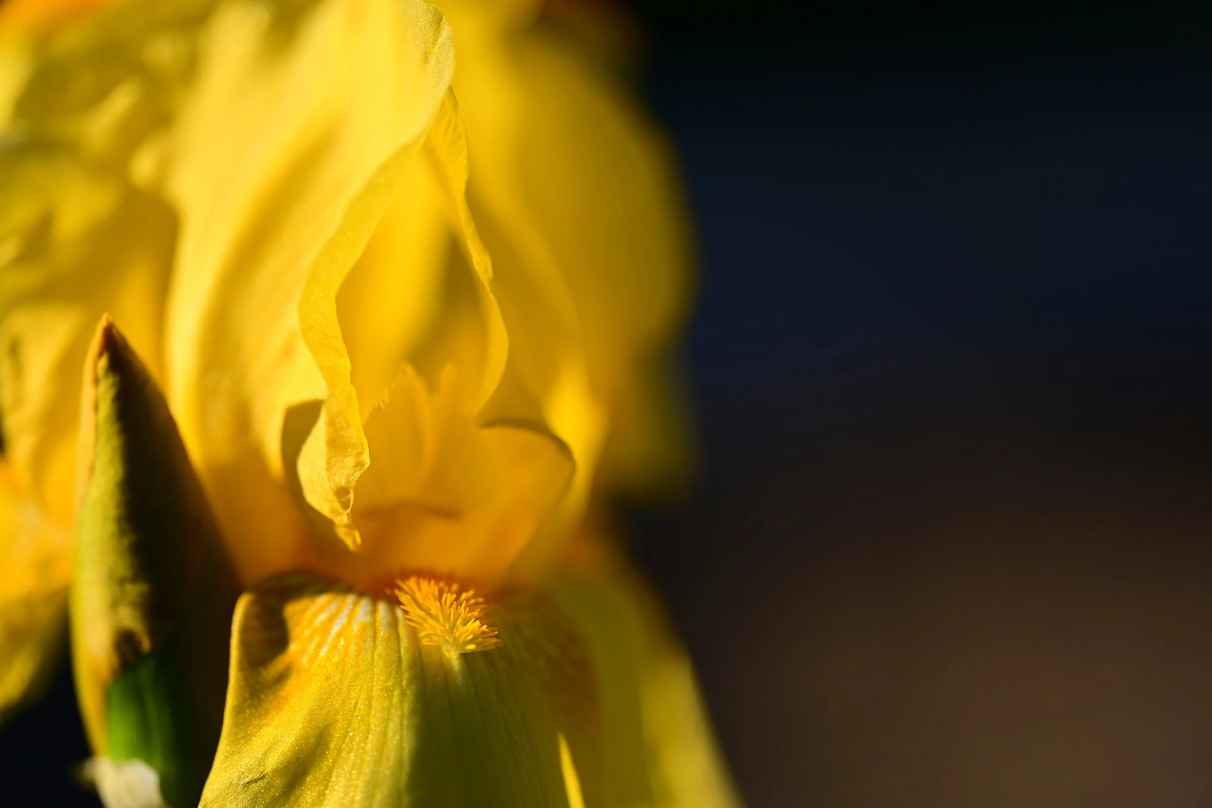 DSC_9662S72.jpg