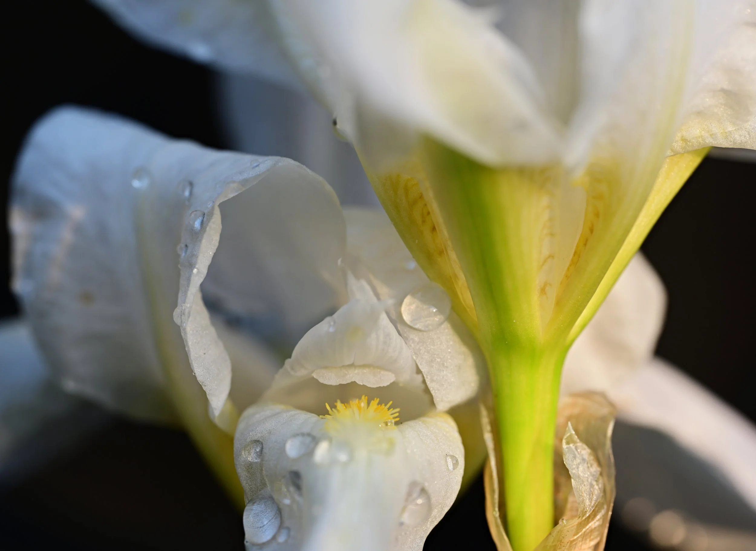 DSC_9147FSS72.jpg