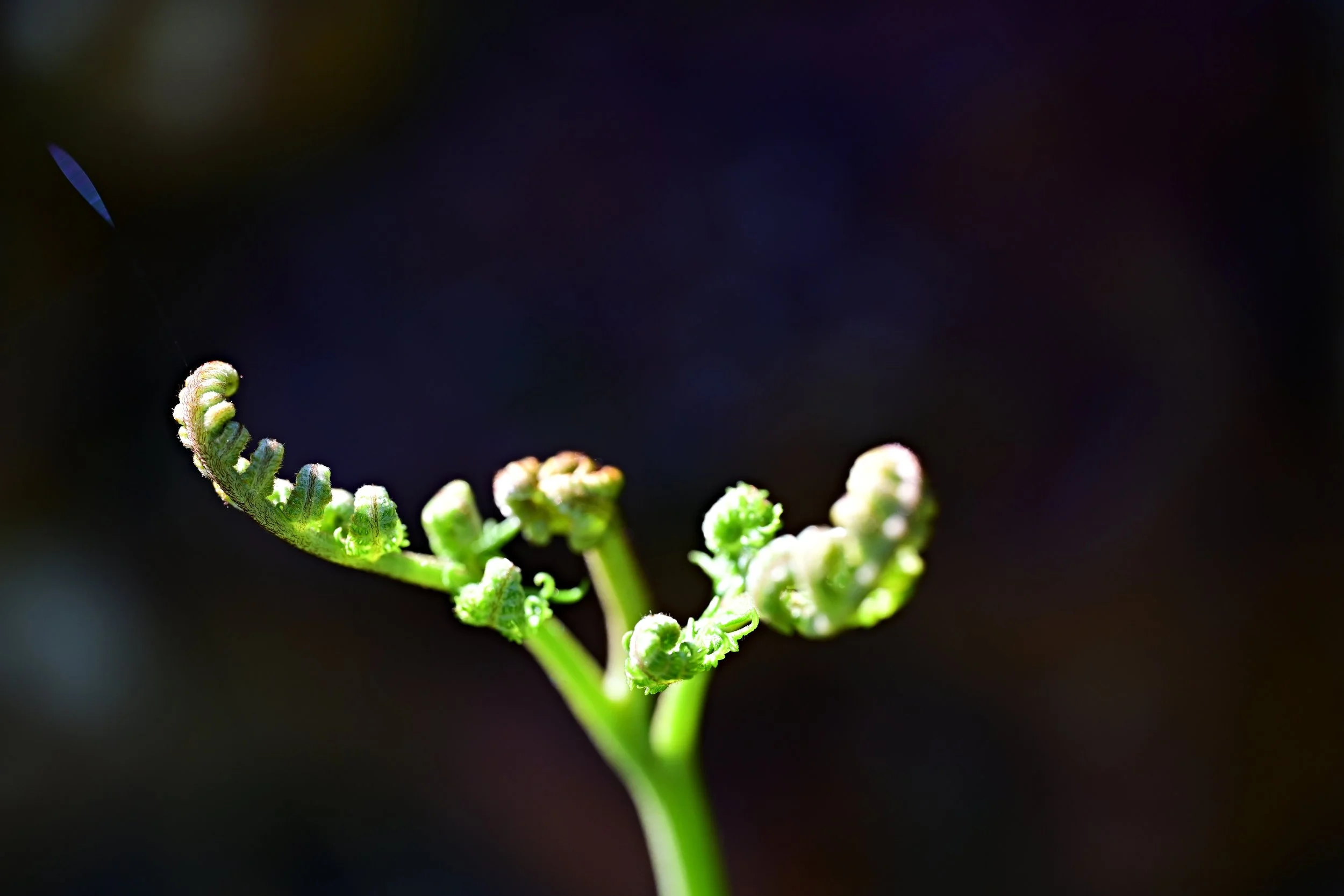 DSC_6402S72.jpg
