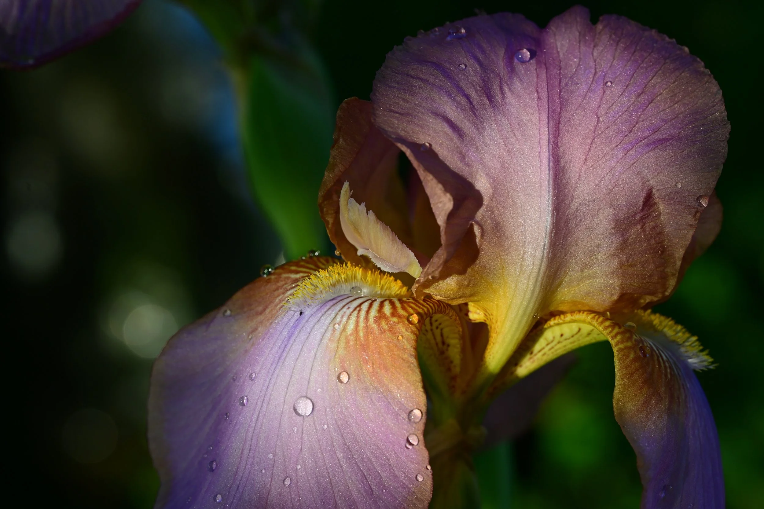DSC_9206S72.jpg