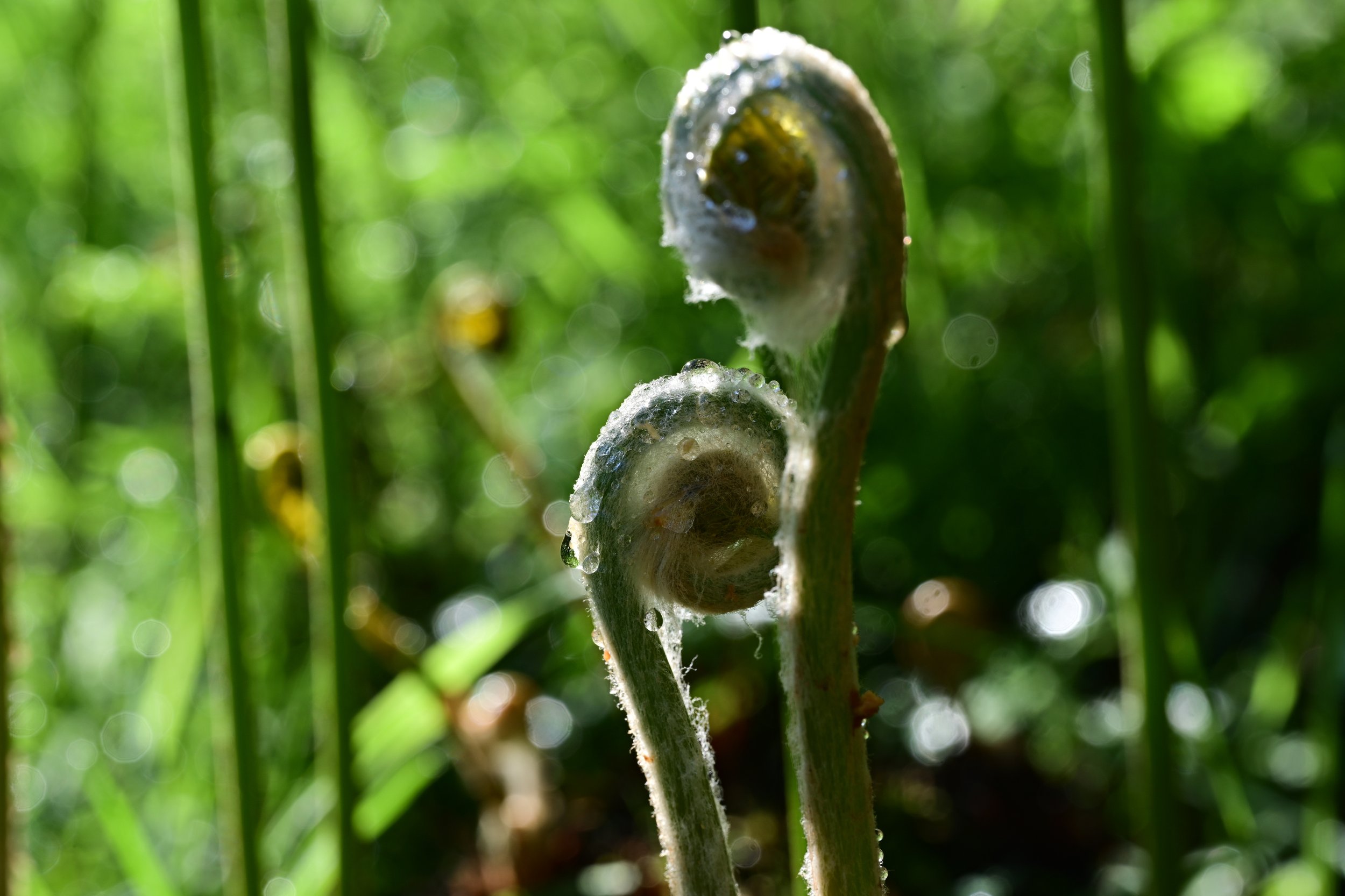 DSC_7266S72.jpg