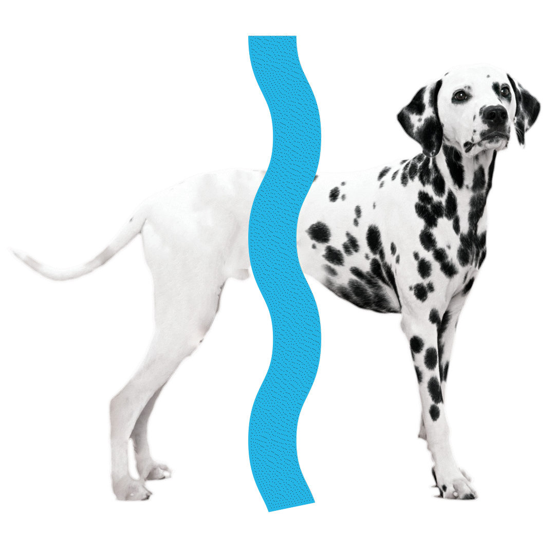 Dalmatian transitioning from dirty to clean