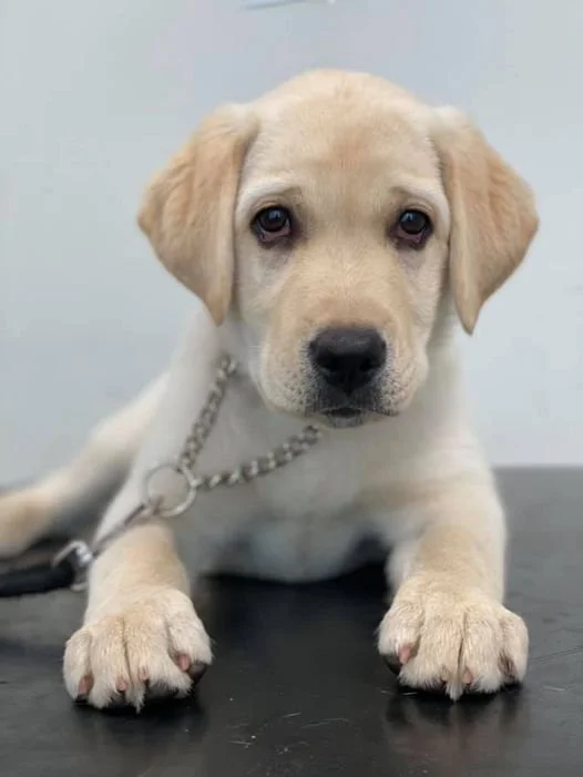 Urinveisinfeksjoner hos tispevalper