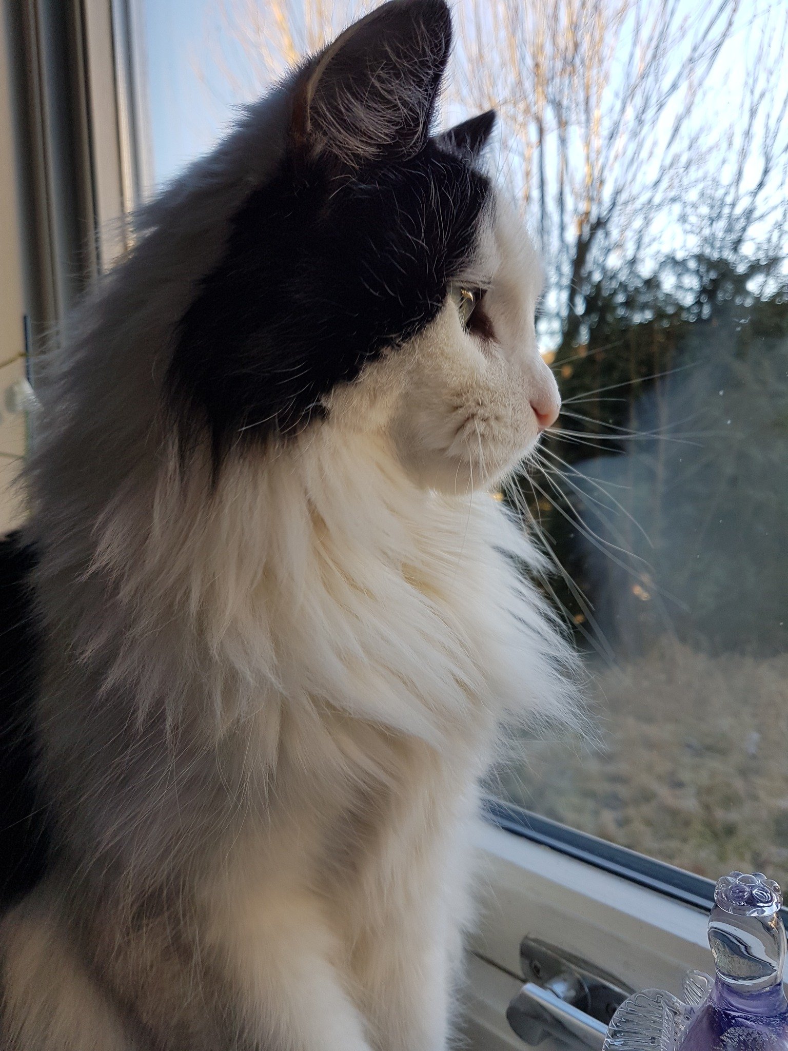 FLUTD hos katt – Derfor får mange katter urinveisplager om vinteren