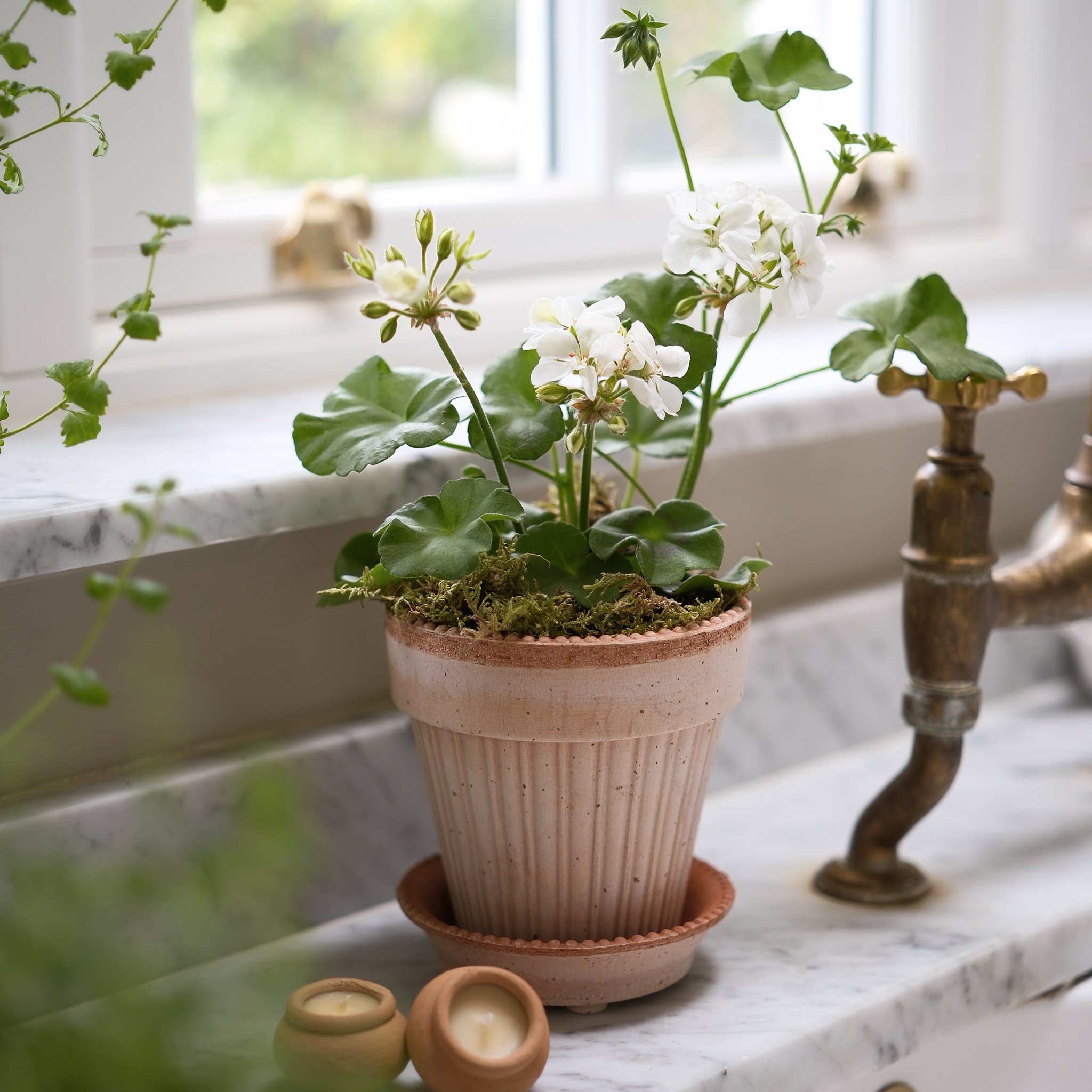 The Trailing White Pelargonium Kit