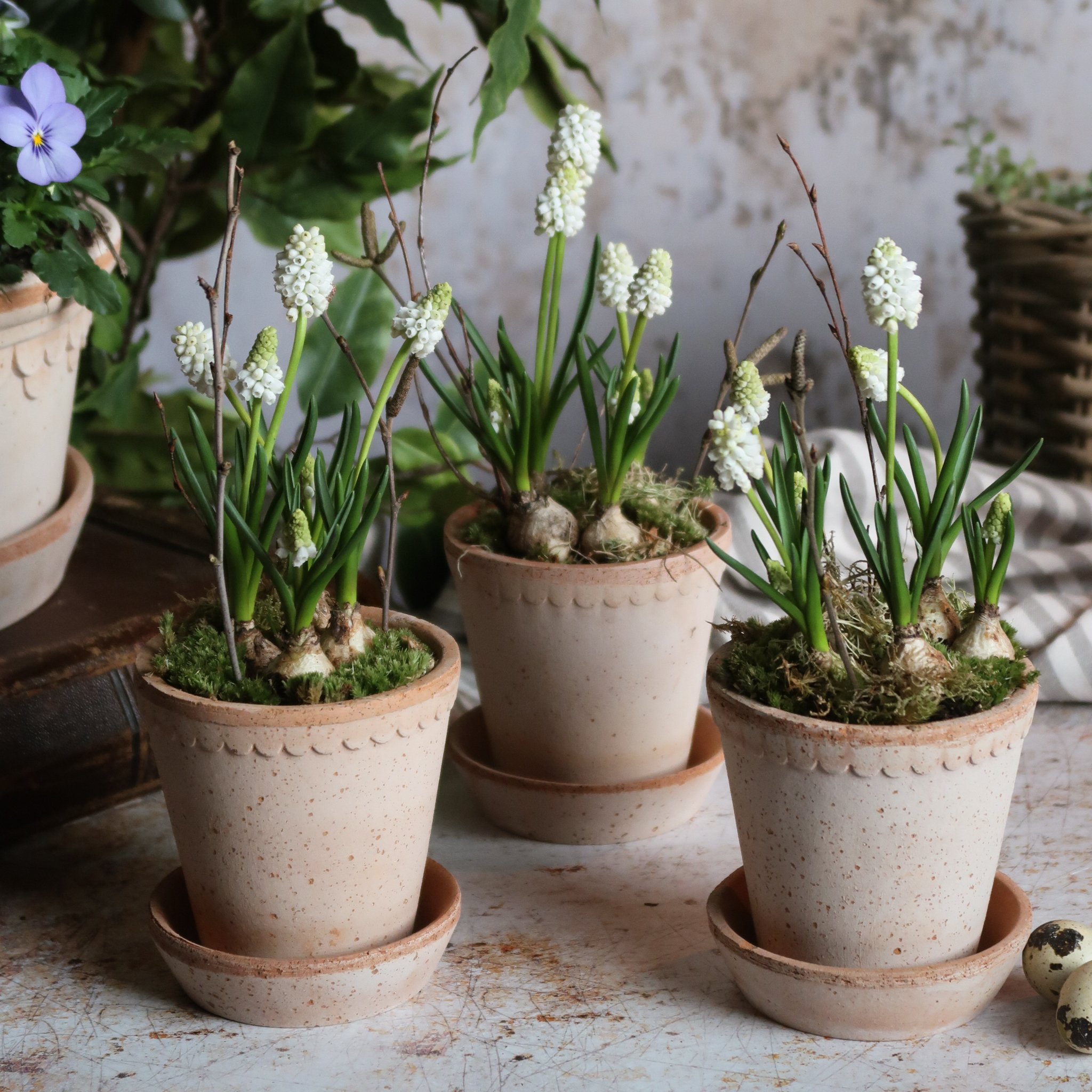 The Scalloped White Muscari Tablescaping Trio Kit