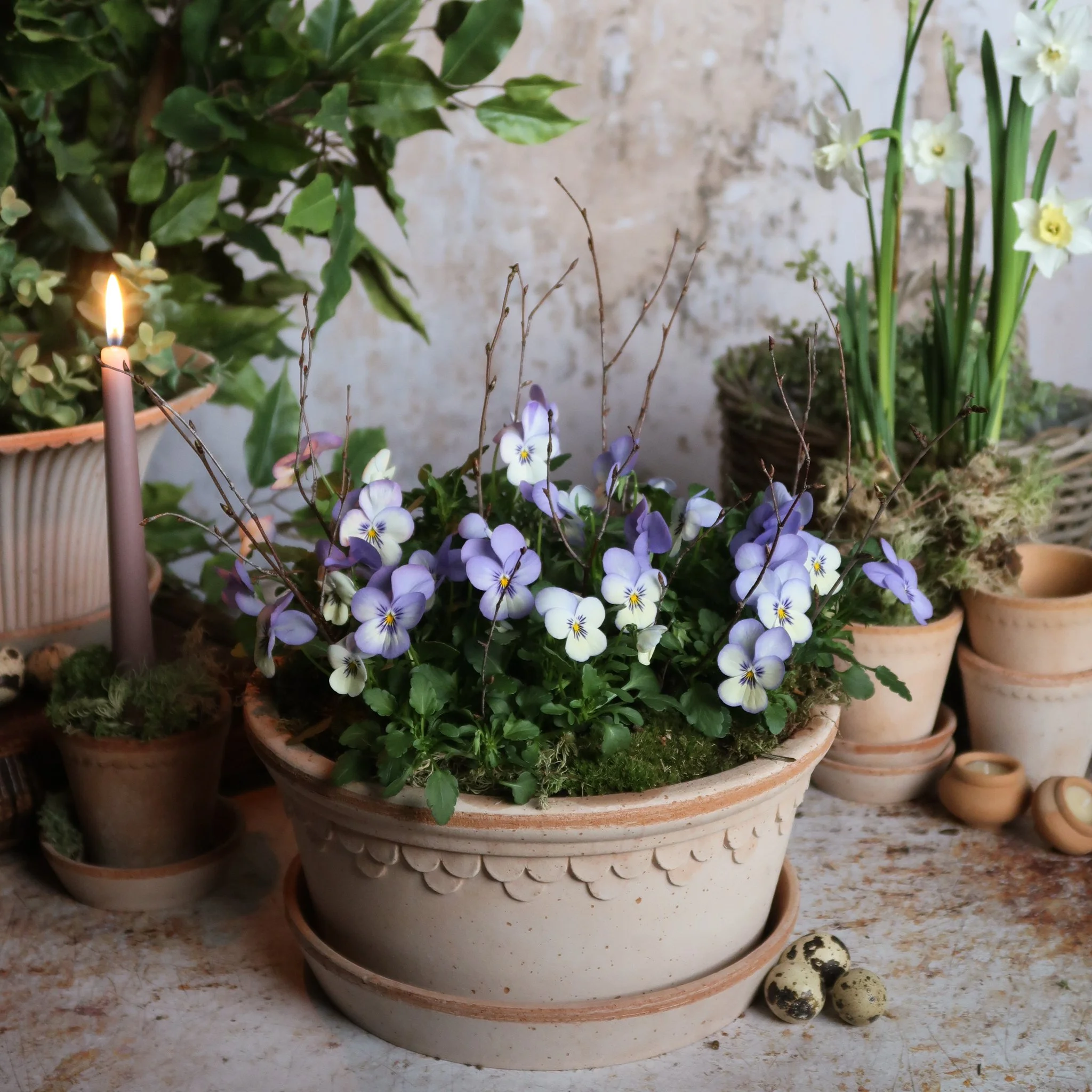 The Mossed Viola Planter Kit