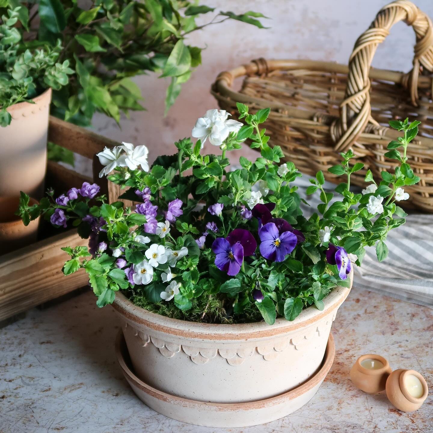 The May Kits 🌱 are now available to order. This collection is full of early summer florals in beautiful tones of white, lilac, blush and purple. There are trailing bacopas, scented culinary herbs, delicate violas &amp; botanical geraniums - all styl