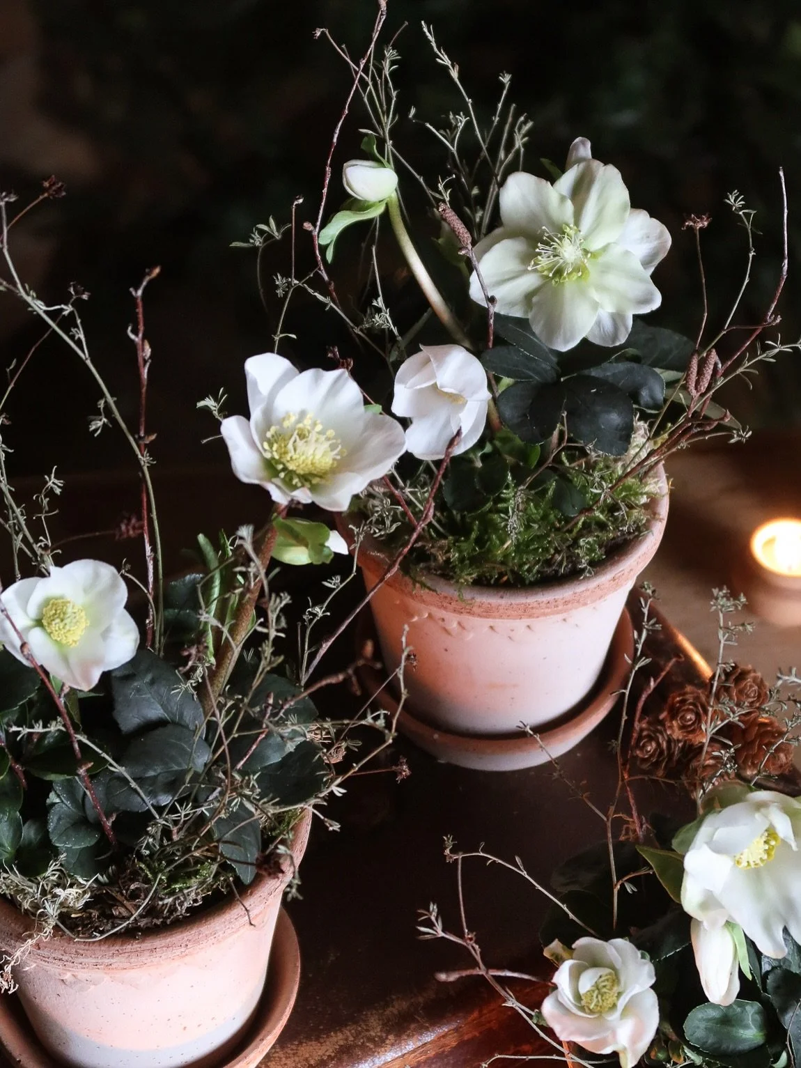 The Hellebore Kits - wintery, white &amp; full of texture. All finished with fresh moss, birch twigs &amp; dried thyme. The perfect way to style the home this winter as we head into the festive season &amp; they also make the most lovely gifts. Avail