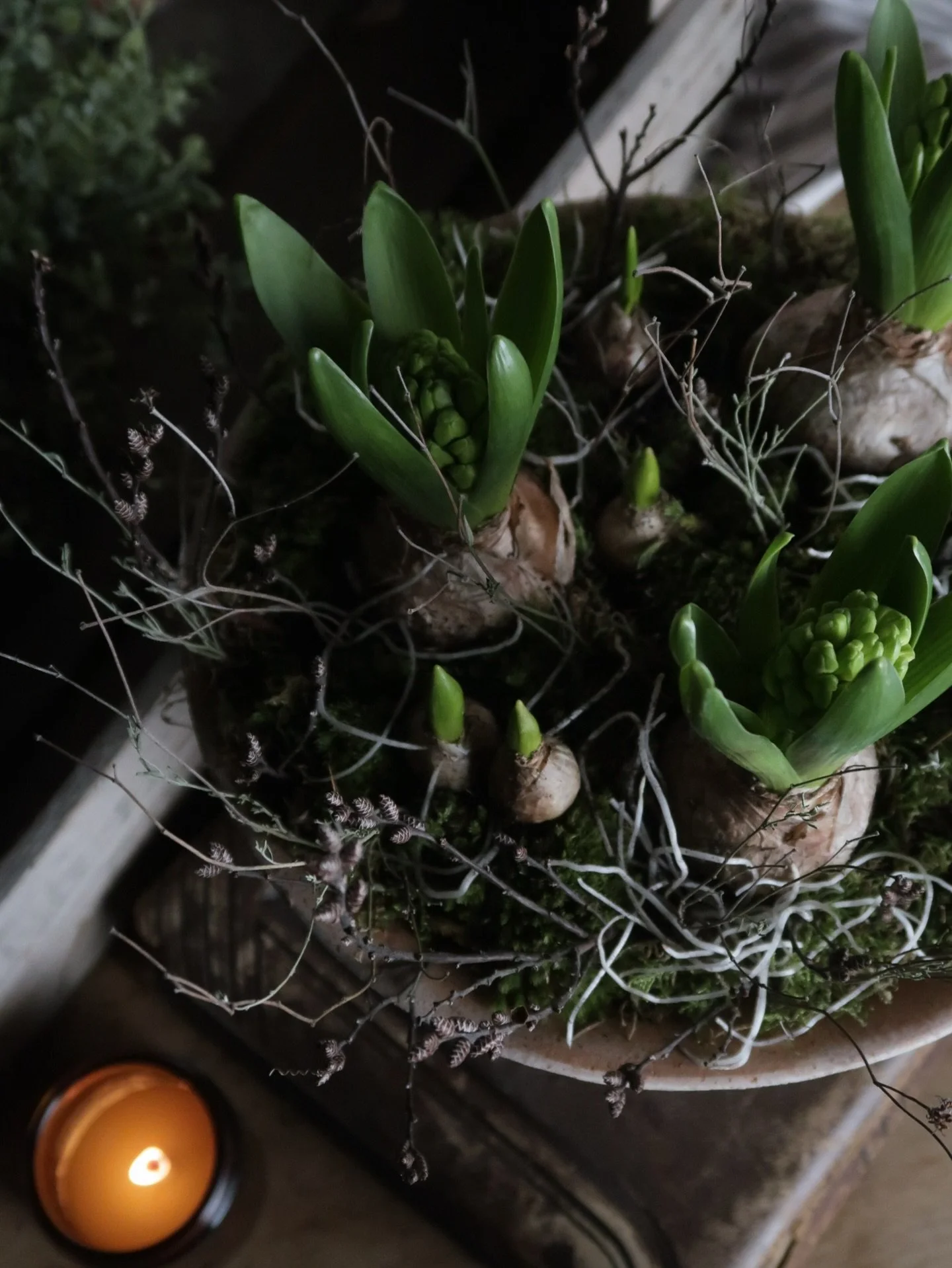 The January Kits are now live!! Full of texture, layers and contrast - imagine a woodland floor just coming to life after a crisp, cold winter. You can order now for delivery nationwide 🌱 #interiorstyling #terracottapots #houseplants #giftideas #gar