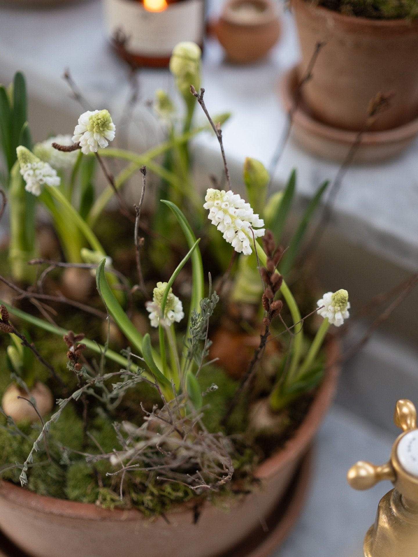 The February Kits are coming soon!!! Dainty white Muscari, ruffled narcissi, twigs &amp; moss - all nestled in our beautiful terracotta pots - just the tonic for February - longer days are coming. Available to order on Wednesday 4th Feb at 8am #hello