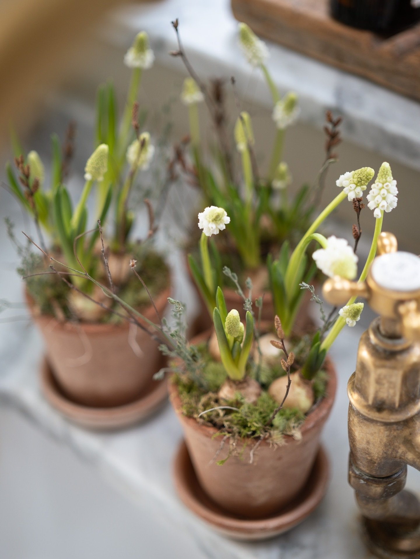 How to care for The White Muscari Kits (link in bio)

🌱 break up the individual bulbs &amp; ensure the roots are in contact with the damp compost
🌱 place somewhere bright - any room with natural light is great
🌱 keep the soil damp, watering every 