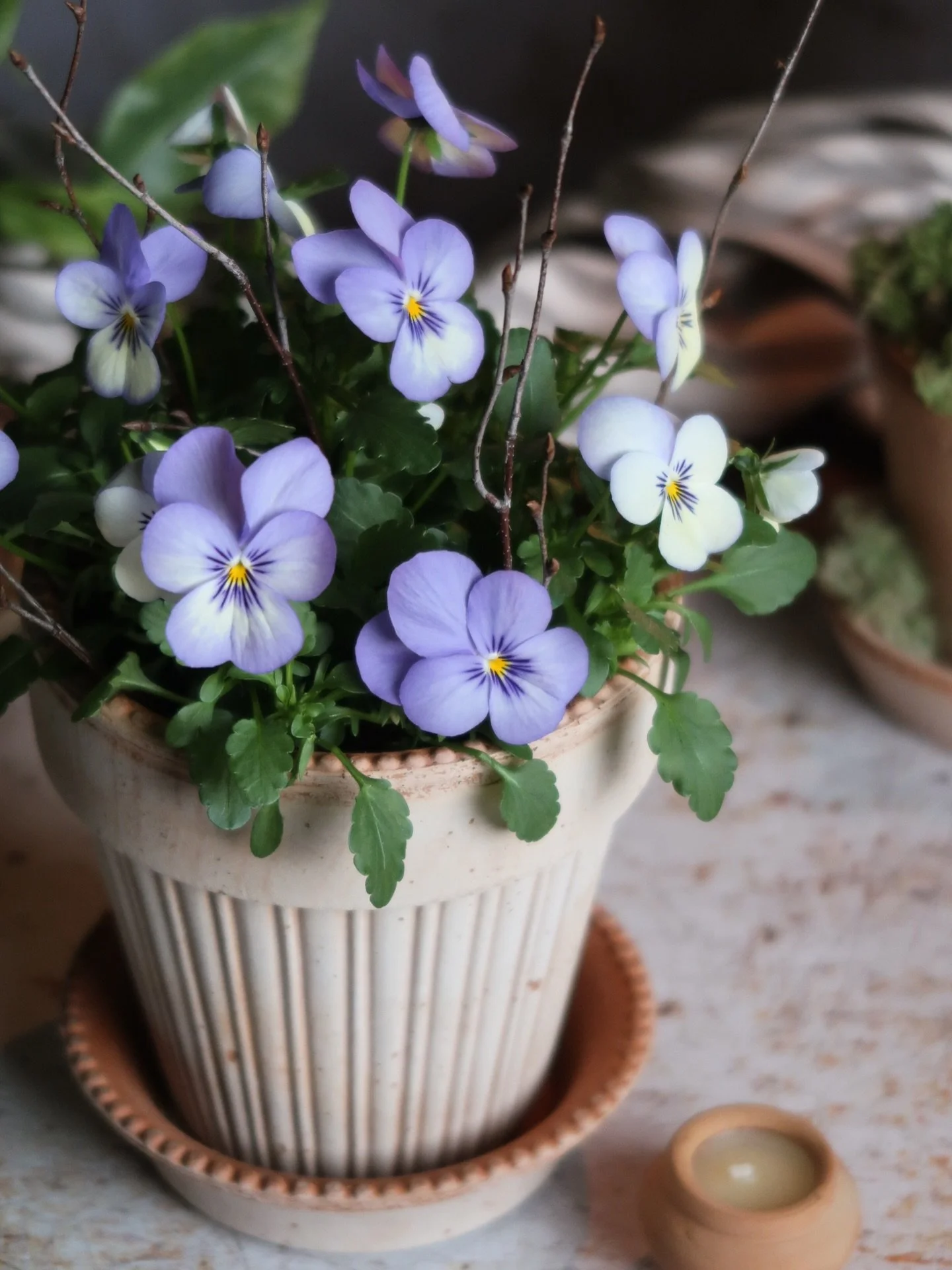 The March Pot Kits are now available to order. We have your spring tablescapes &amp; interior styling covered. Our kits also make the most special Mother&rsquo;s Day gift. Available to order now (link in bio) #mothersdaygifts #mothersday #spring #hou