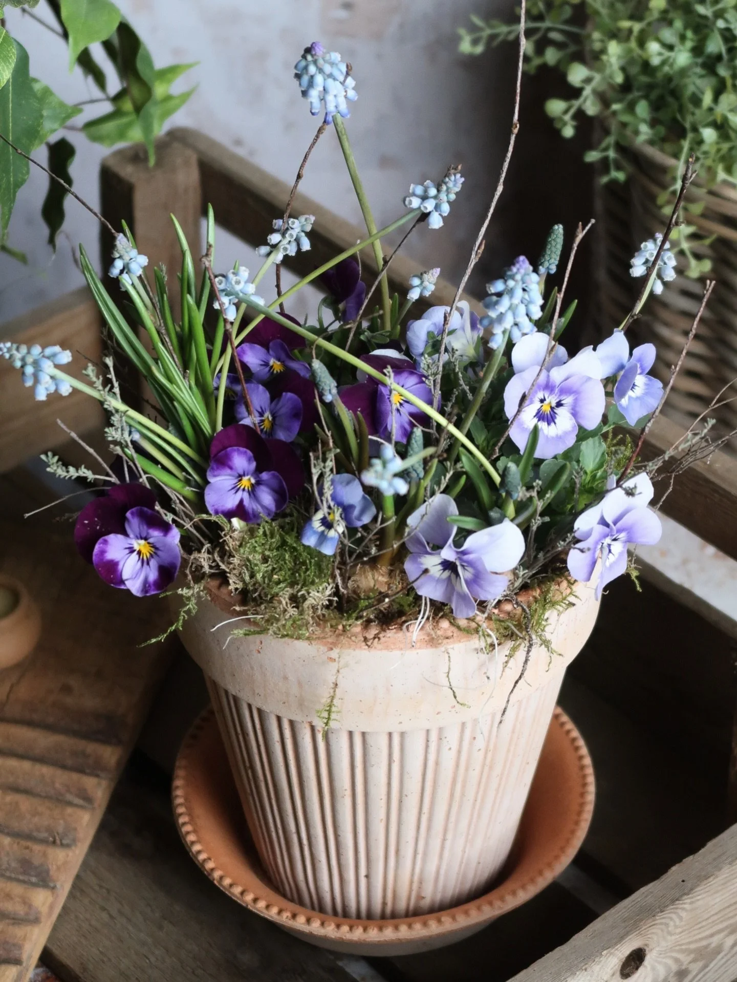 Our favourite picks for Mother&rsquo;s Day - gorgeous sorbet pastel spring florals, styled in exquisitely detailed terracotta pots &amp; saucers 🌱 beautifully packaged, a joy to receive &amp; open - you can also include a gift note so she knows just