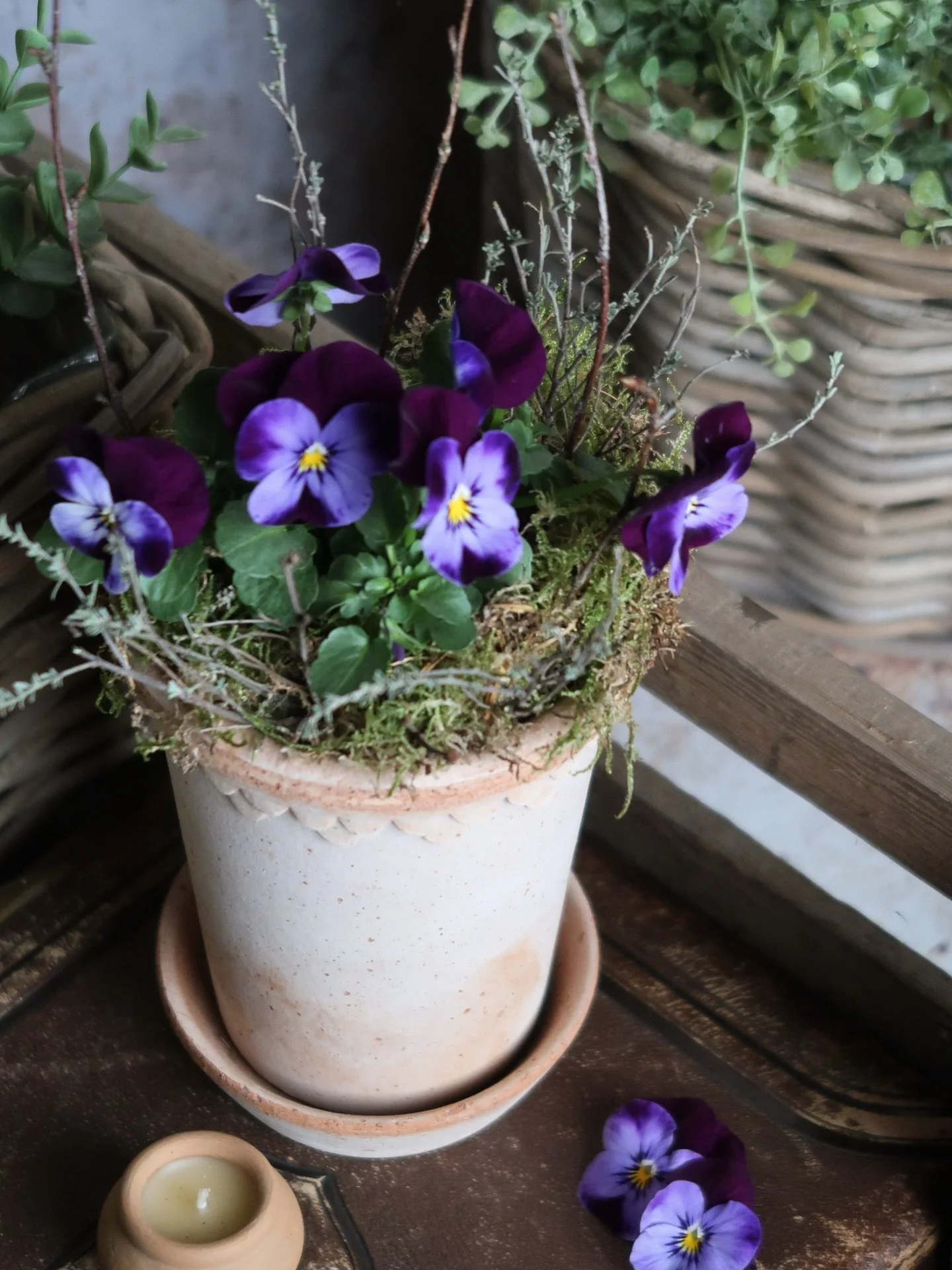 After white florals &amp; green leaves, I think purple has to be one of my favourites 💜 delicate violas in lilac &amp; indigo mixed with the palest dusty blue - all styled in terracotta pots which just get better with age&hellip; #purpleplants #spri
