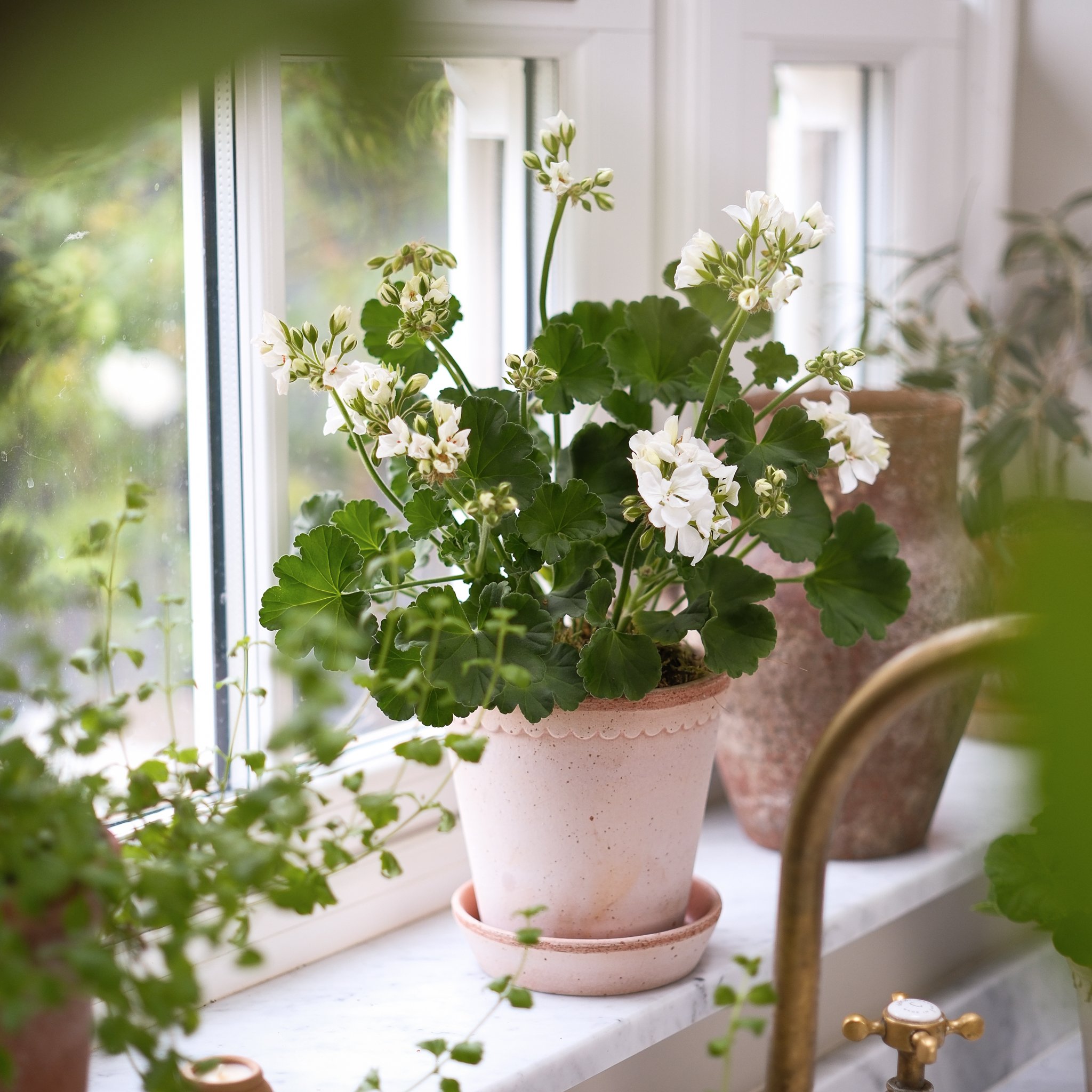 The Botanical White Pelargonium Kit