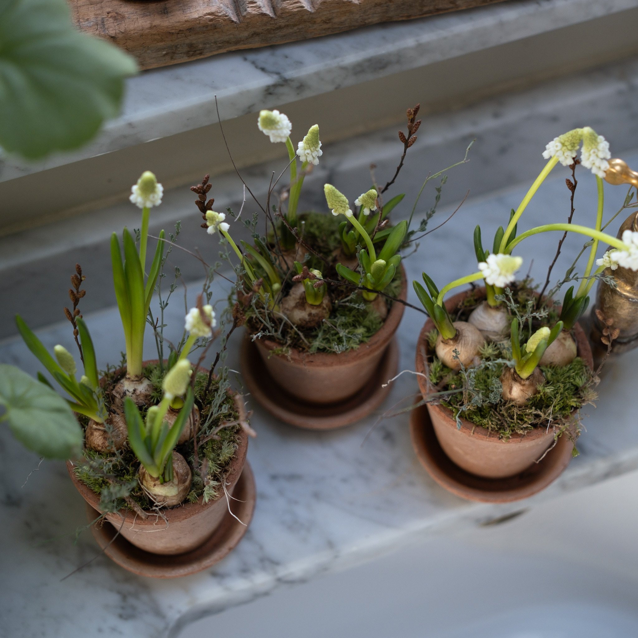 The Scalloped White Muscari & Twig Trio