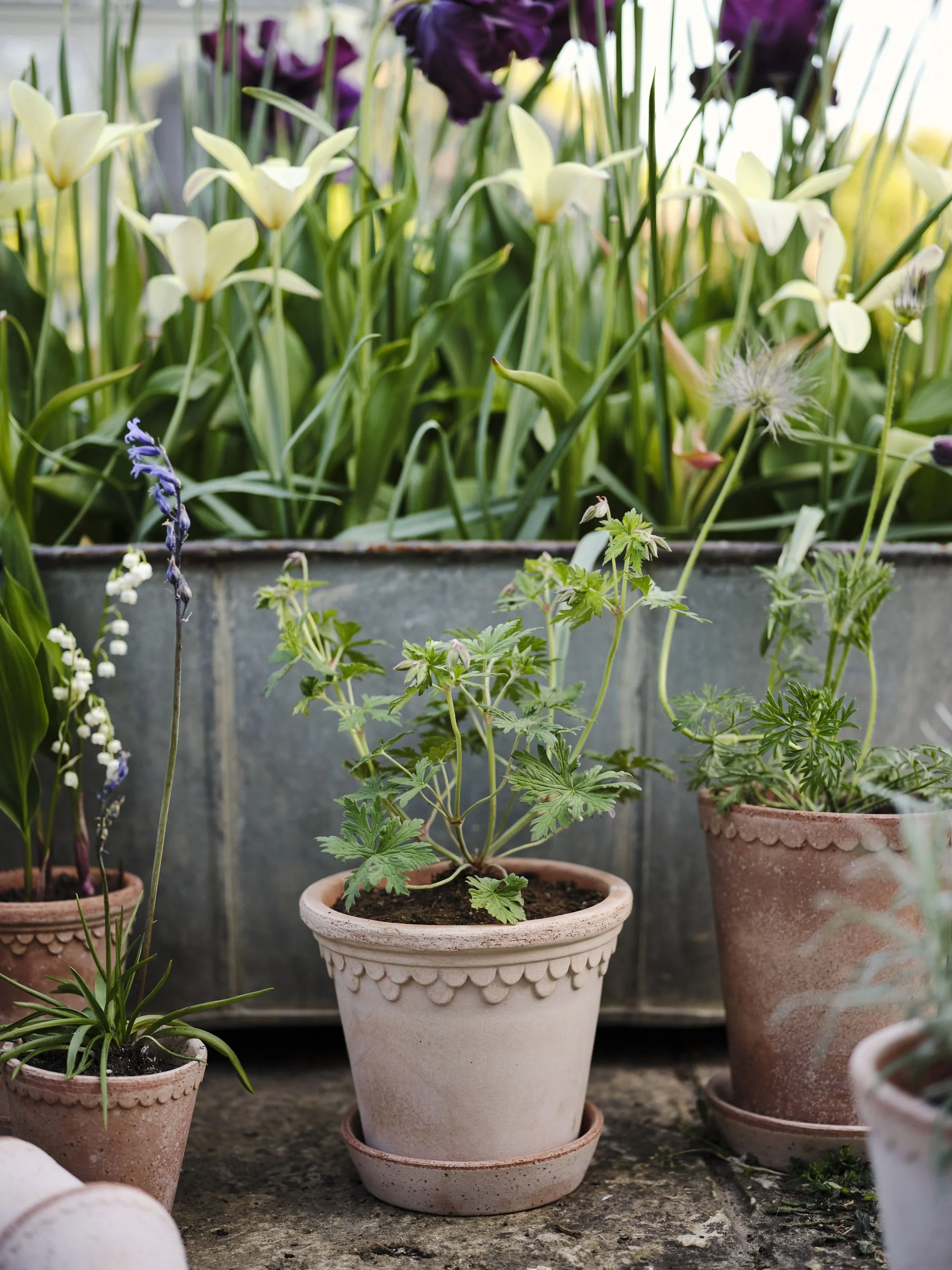 BERGS-POTTER_-LR-JHDH-032-￼_DSF1536_HELENA_KØBENHAVNER_SPRING-VIBES_RAW_RARO_JHDH.jpg