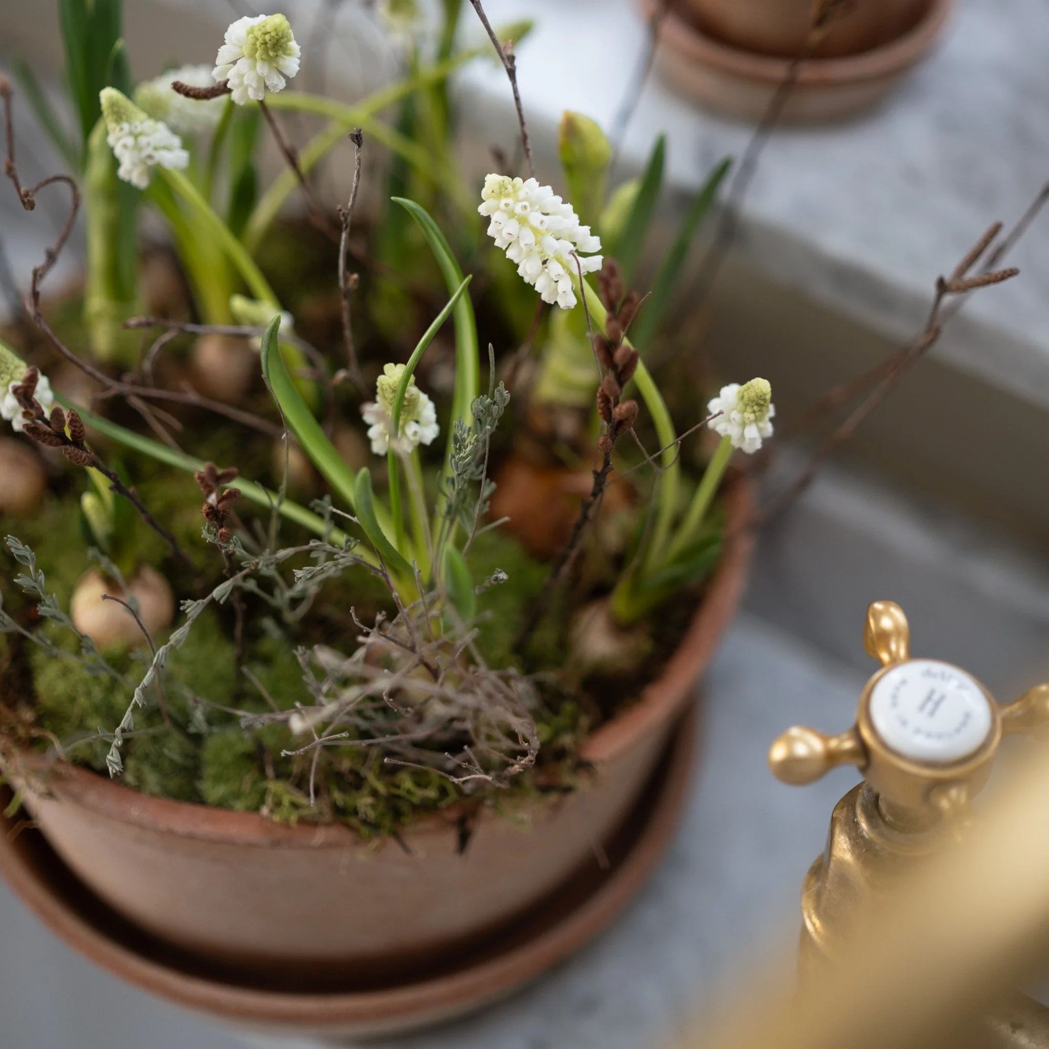 The Mossed Narcissi & Muscari Planter Kit