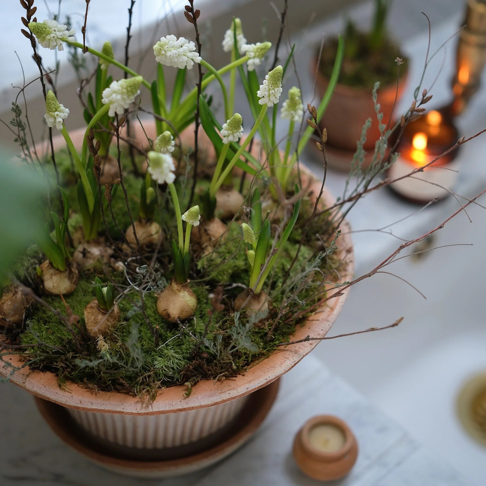 The Fluted Muscari & Twig Planter Kit