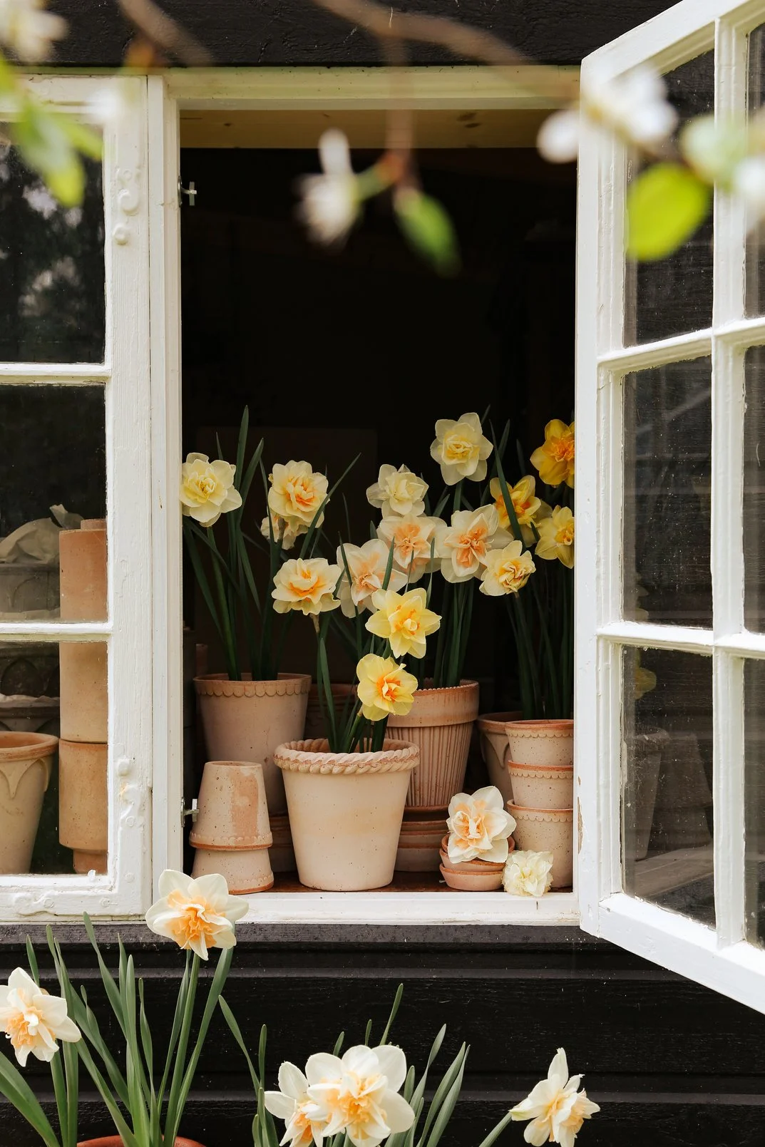 BERGS-POTTER_narcissus_RAW_EMILIA_ELIZABETH_SIMONA_HELENA_RARO_IMG_2026_JK.jpg (Copy)