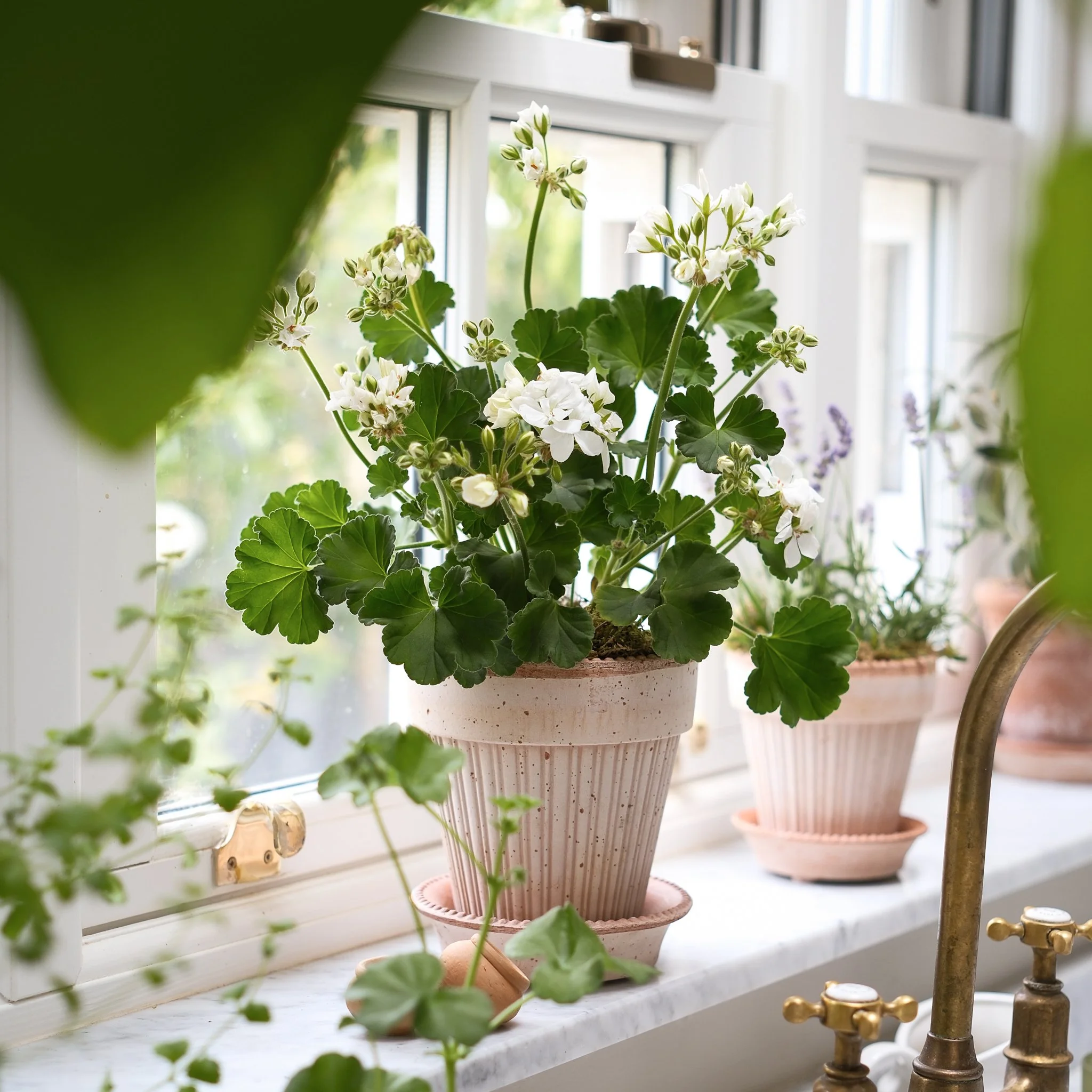 The Ruffled White Pelargonium Kit