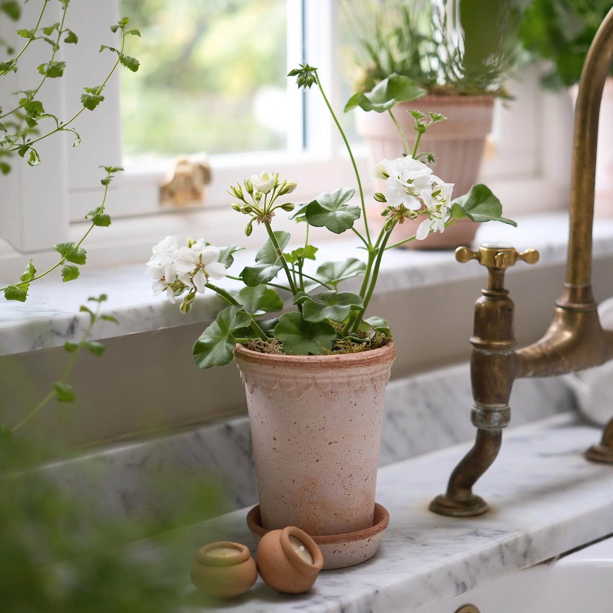 The Scalloped White Pelargonium Kit