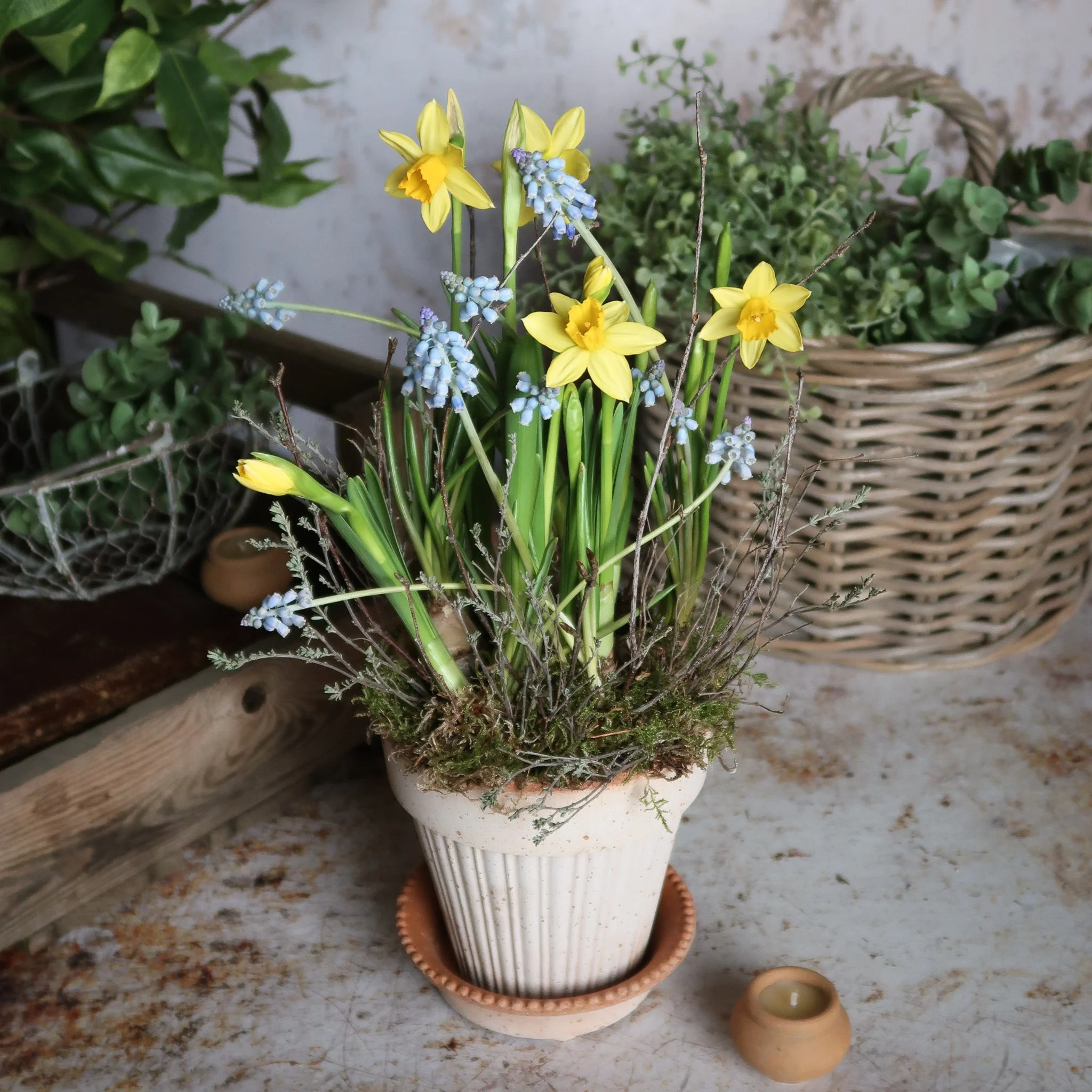 The Muscari & Tete a Tete Kit