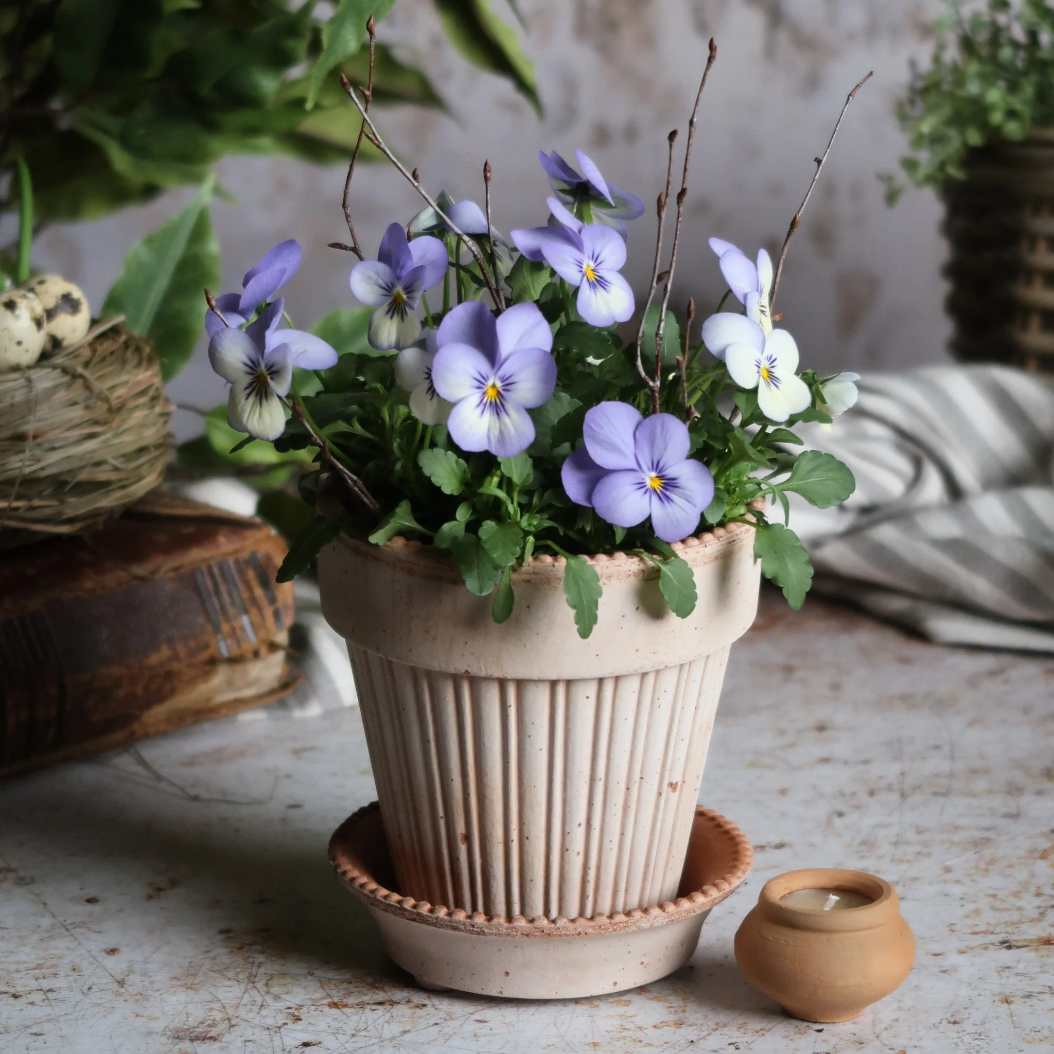 The Mossed Viola Kit