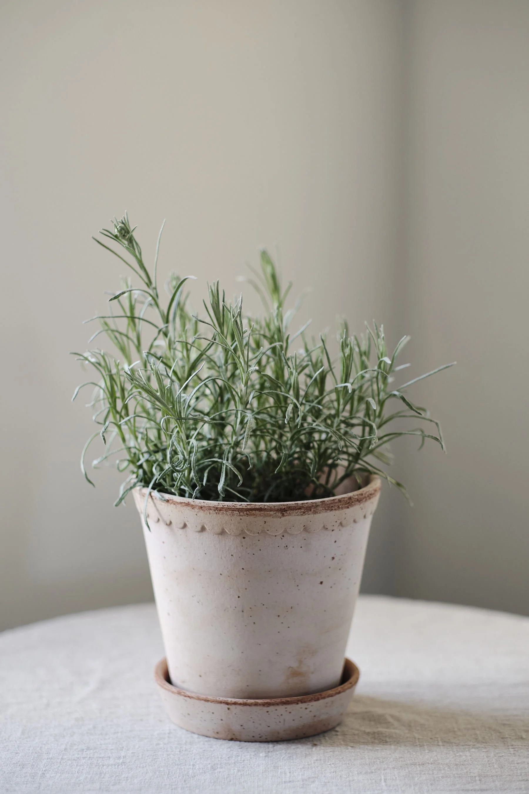 BERGS-POTTER_-LR-JHDH-038-￼_DSF0570_HELENA_SPRING-VIBES_RAW_RARO_JHDH.jpg