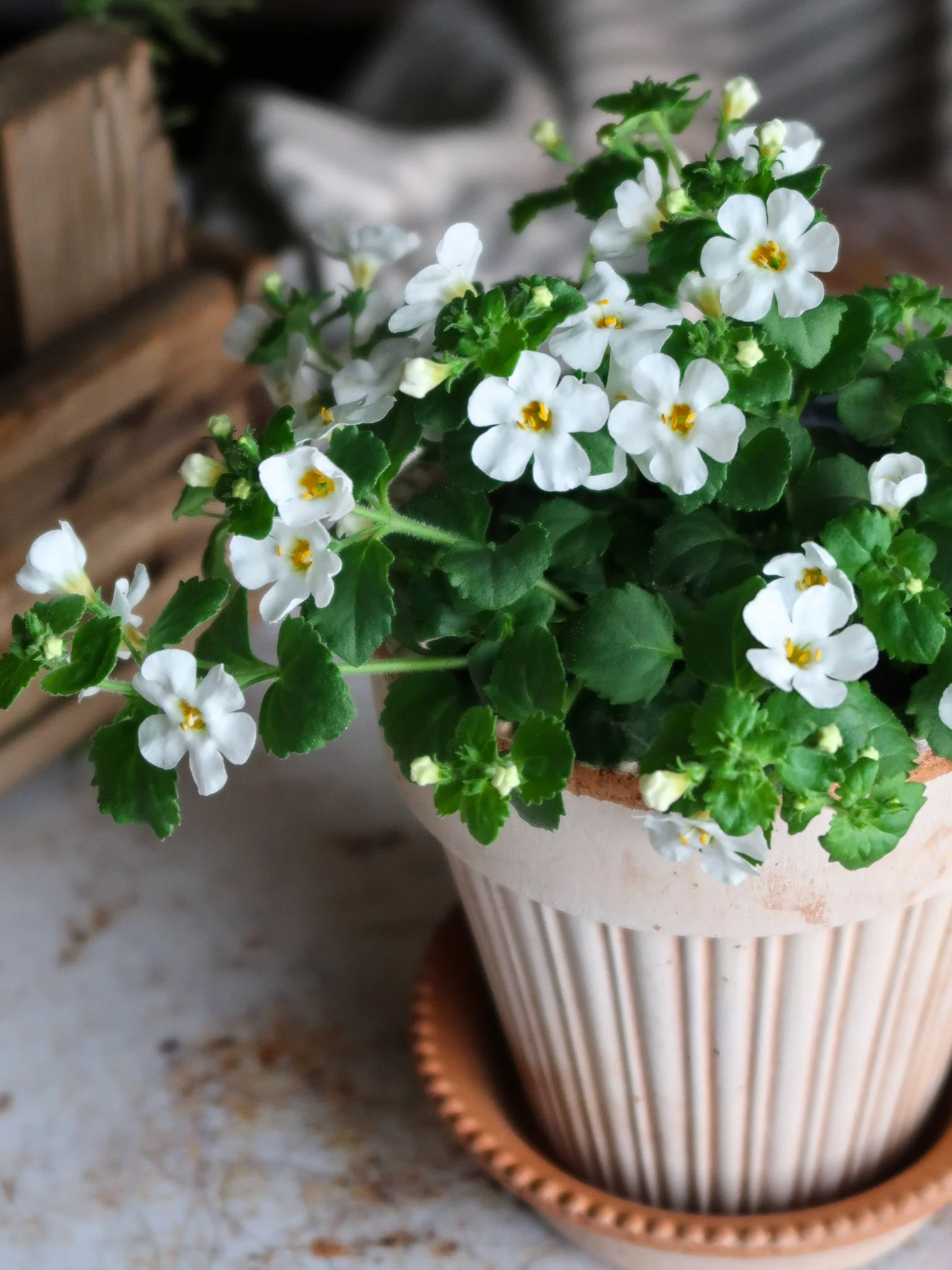 IMG_3261.jpg