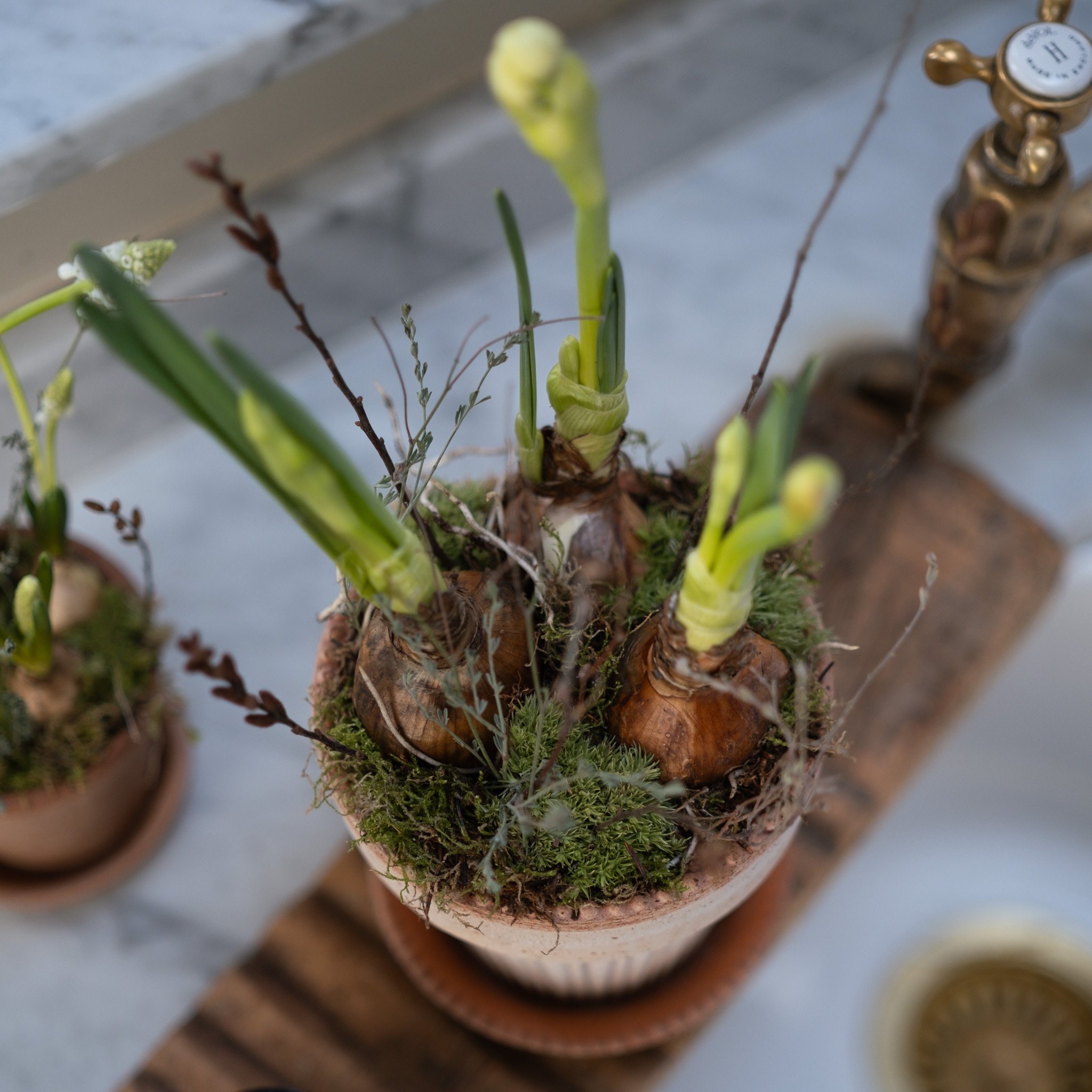 The Narcissi Moss & Twig REFILL KIT