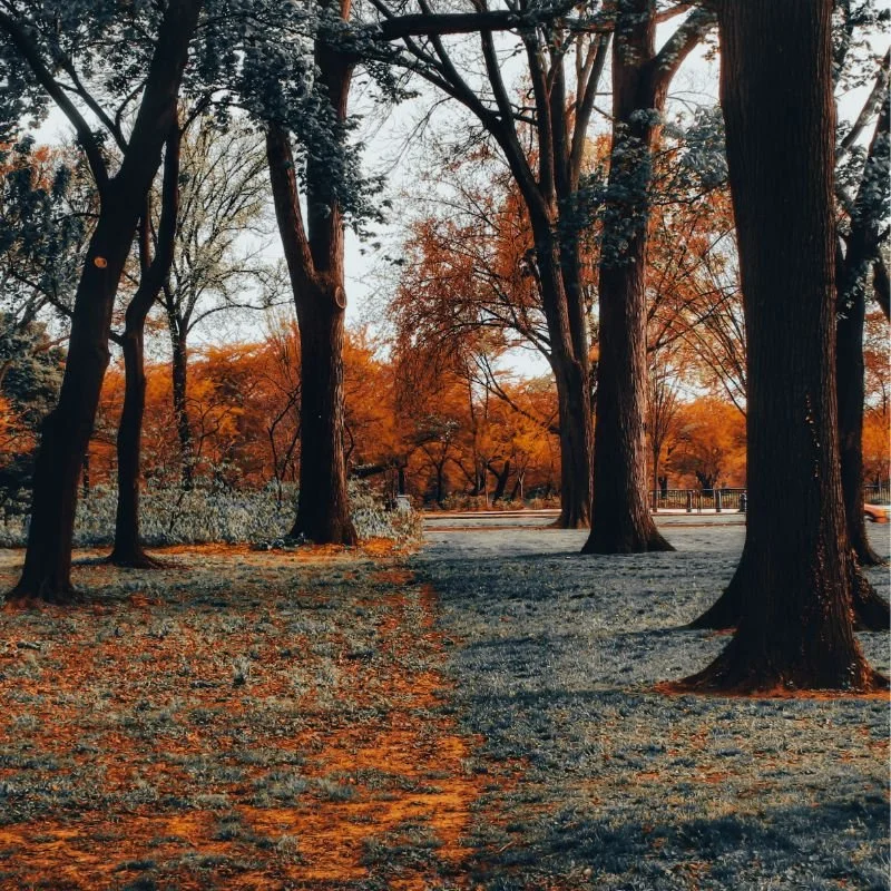 fall800sm.jpg