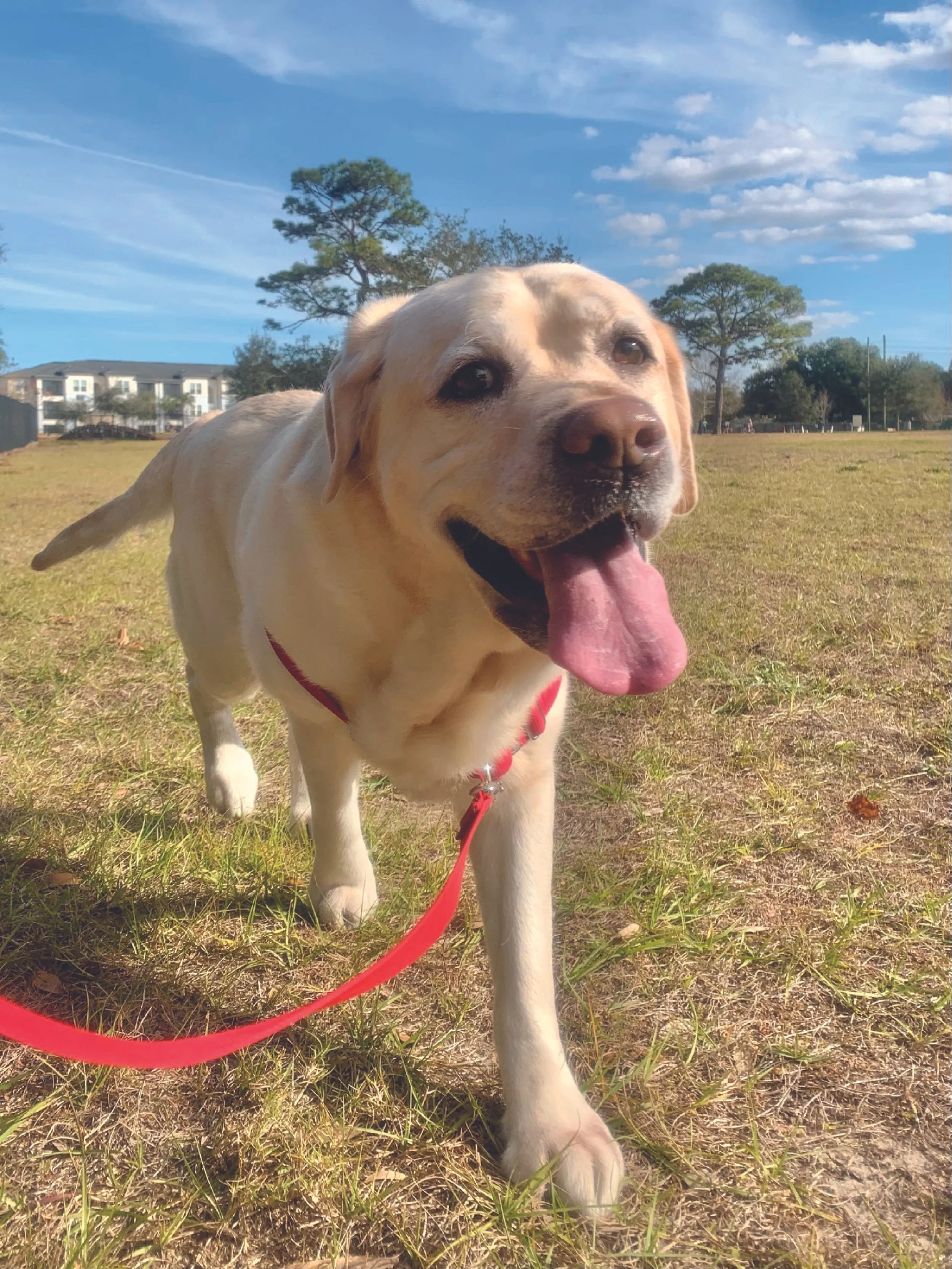A happy yellow Labrador Retriever dog with a red leash in a grassy park on a sunny day.