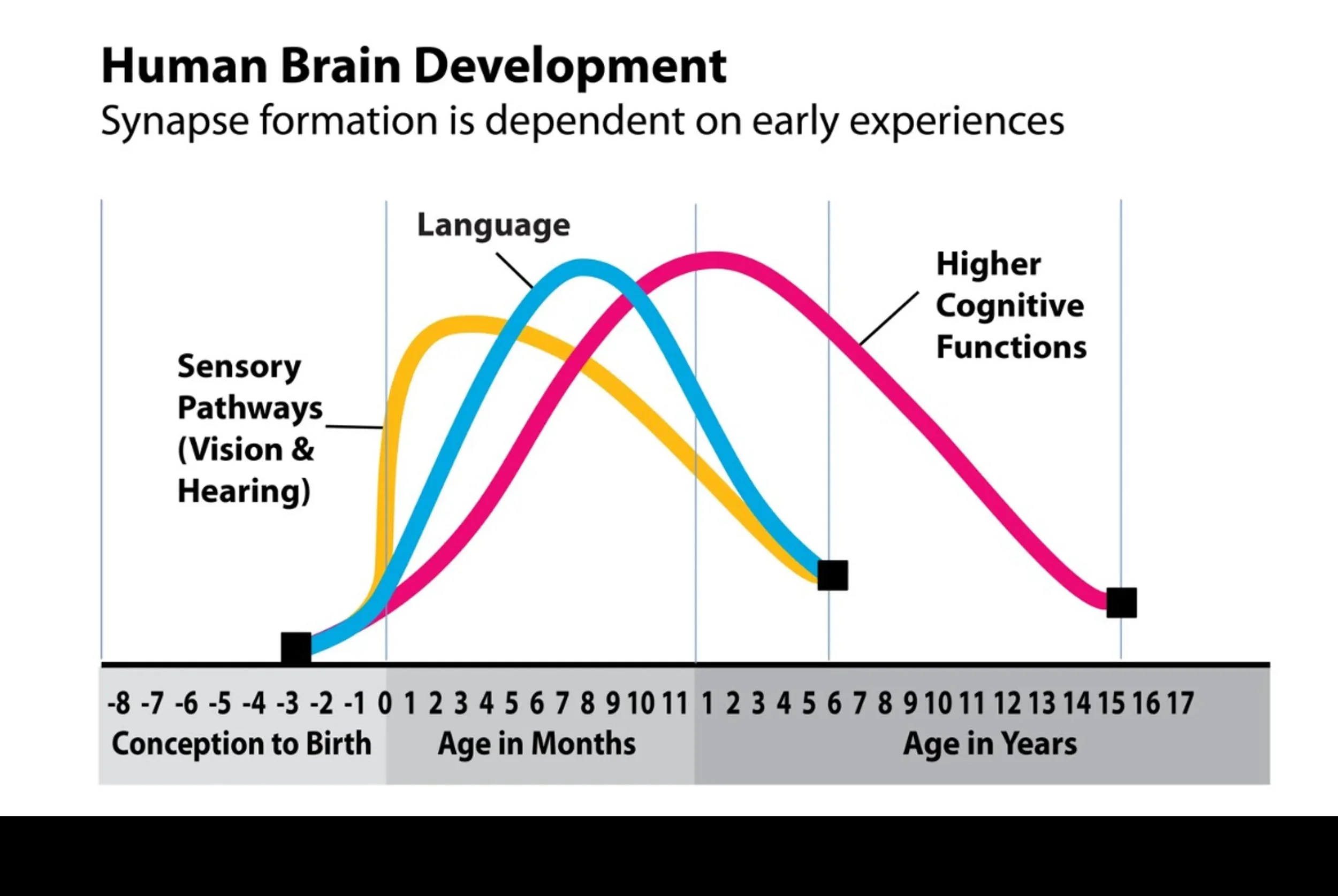 Human Brain Development, synapses formation is dependent on early experiences