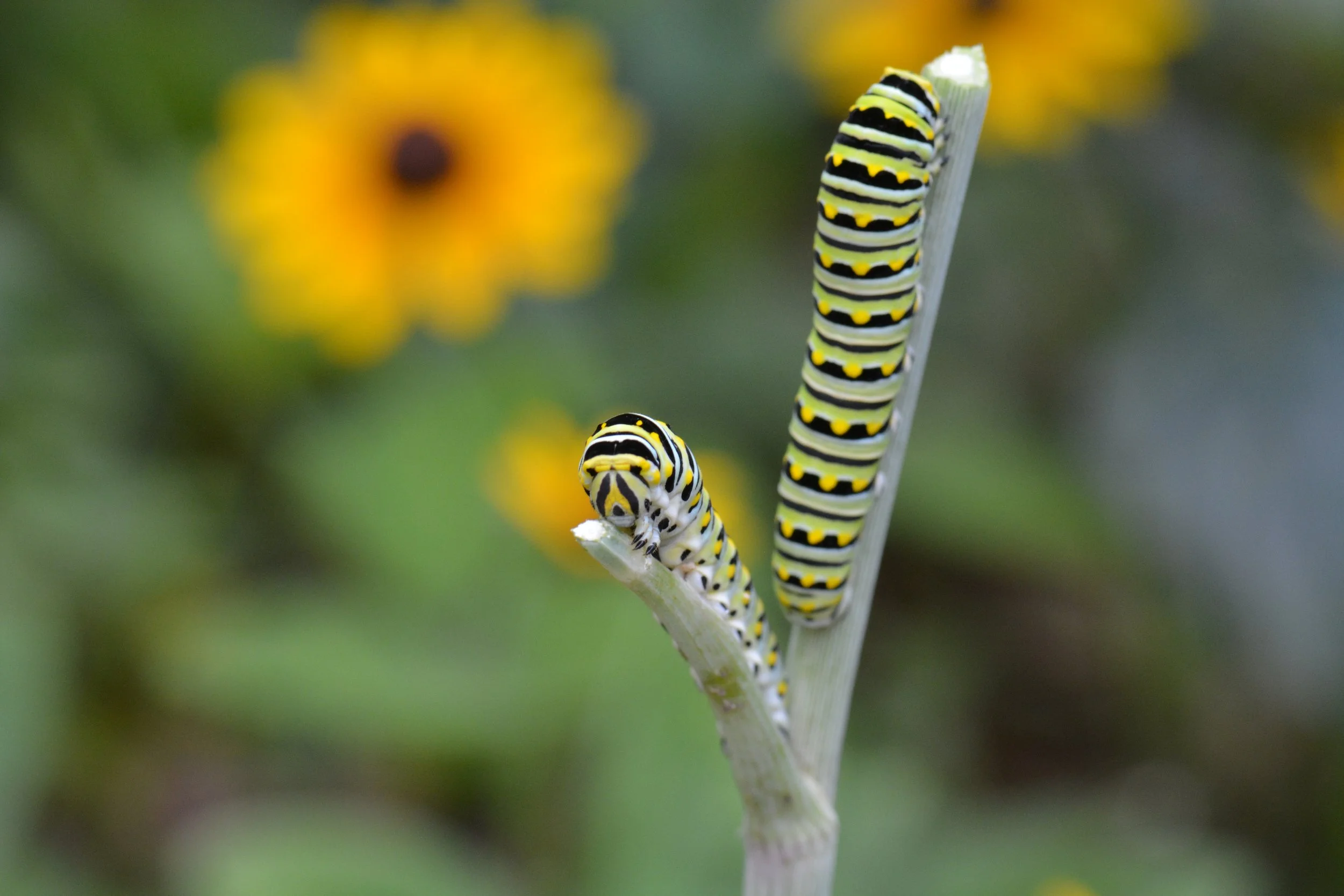 5 Things You Can Do to Help Save Pollinators — The Bee & the Blossom