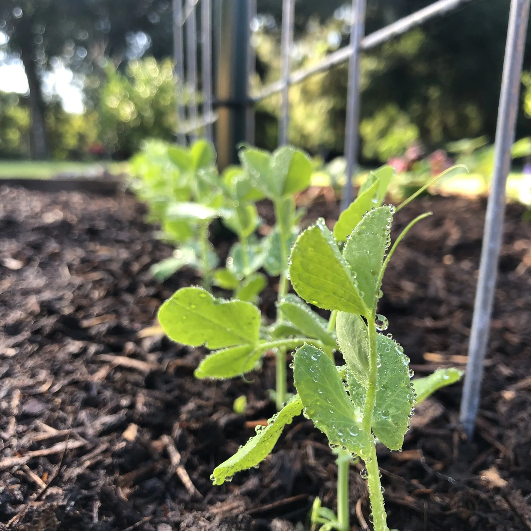 The Garden in August what to plant in your zone 9 garden — The Bee