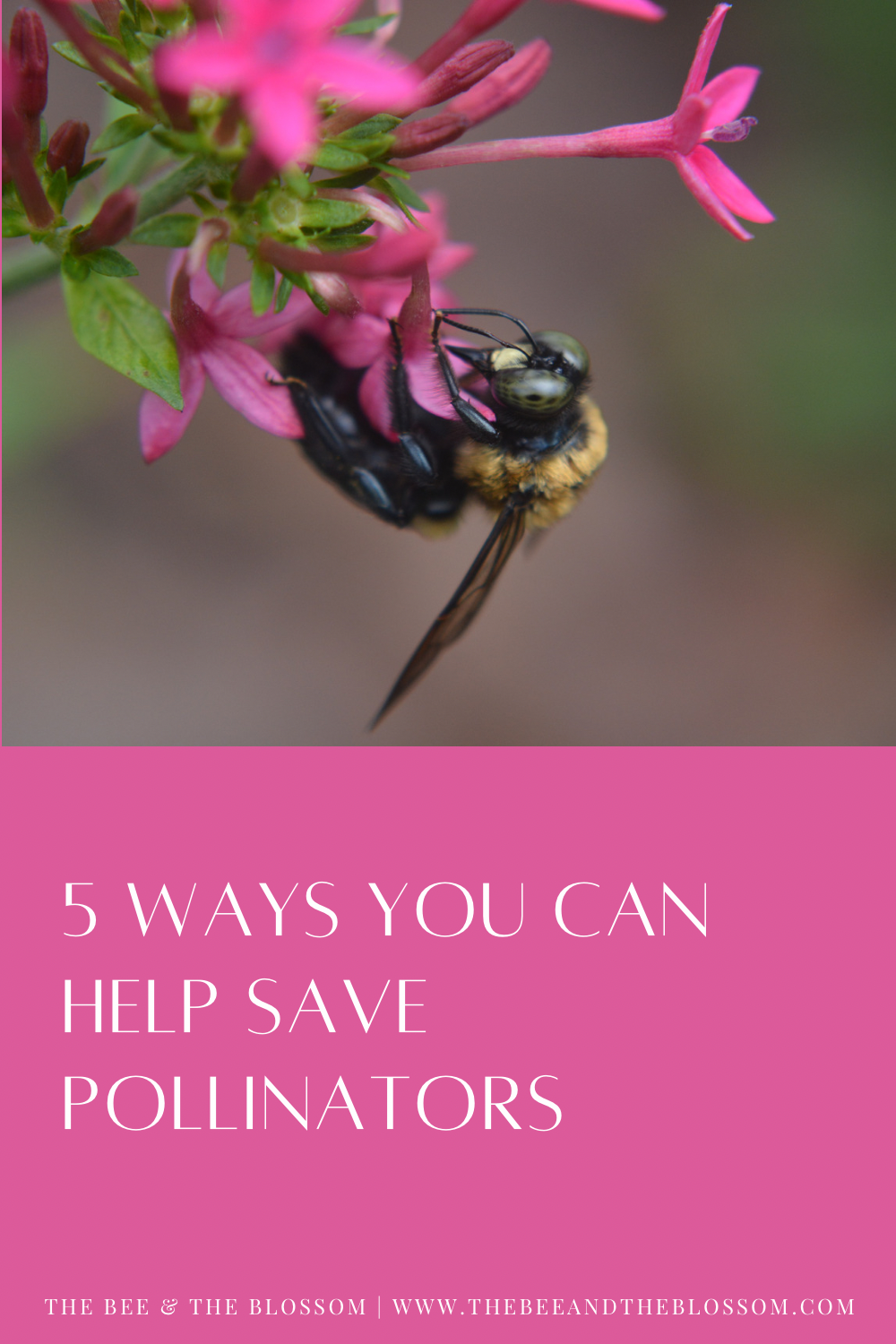 5 Things You Can Do to Help Save Pollinators — The Bee & the Blossom